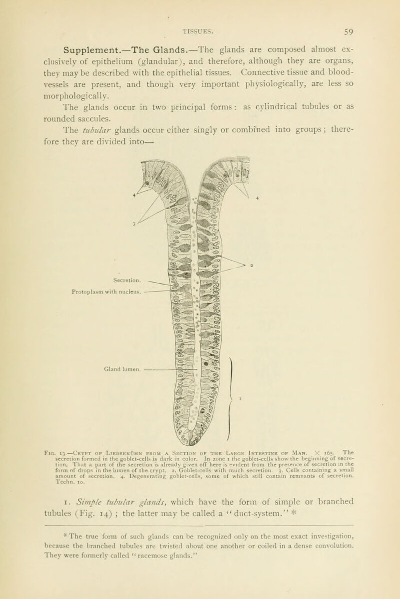 Supplement.—The Glands.—The glands are composed almost ex- clusively of epithelium fglandular), and therefore, although they are organs, they may be described with the epithelial tissues. Connective tissue and blood- vessels are present, and though very important physiologically, are less so morphologically. The glands occur in two principal forms : as cylindrical tubules or as rounded saccules. The tubular glands occur either singly or combined into groups; there- fore thev are divided into— Secretion. Protoplasm with nucleus. GLind lumen. 3. 13.—CBVtT OF LlBBftRKi'-HN FROM A Sf.CTION OF THR LarGK InTESTINH OF MaN. X 165. secretion formed in the goblet-cells is dark in color. In zone i Ihc goblet-cells show the beginning of secre- tion. That a part of the secretion is already given off here is evident from the presence of secretion in tht form nf drops in the lumen of the crypt. 2. Goblet-cells with much secretion. 3. Cells containing a smal amount of secretion. 4. Degenerating goblet-cells, some of which still contain remnants of secretion Tcchn. 10. The I. Simple tubular glands, which have the form of simple or branched tubules (Fig. 14) ; the latter may be called a  duct-system. * * The true form of such glands can be recognized only on the most exact investigation, because the branched tubules are twisted about one another or coiled in a dense convolution. They were fonnerly called racemose glands.