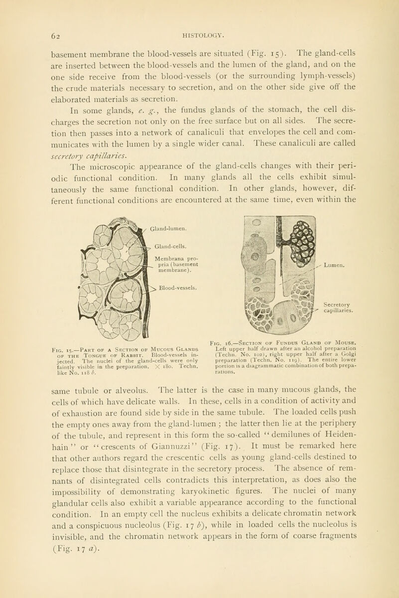 basement membrane the blood-vessels are situated (Fig. 15). The gland-cells are inserted between the blood-vessels and the lumen of the gland, and on the one side receive from the blood-vessels (or the surrounding lymph-vessels) the crude materials necessary to secretion, and on the other side give off the elaborated materials as secretion. In some glands, e. g., the fundus glands of the stomach, the cell dis- charges the secretion not only on the free surface but on all sides. The secre- tion then passes into a network of canaliculi that envelopes the cell and com- municates with the lumen by a single wider canal. These canaliculi are called secretory capillaries. The microscopic appearance of the gland-cells changes with their peri- odic functional condition. In many glands all the cells exhibit simul- taneously the same functional condition. In other glands, however, dif- ferent functional conditions are encountered at the same time, even within the Mucous Glands Blood-vessels in- id-cells were only . X 180. Techn. Fig. 16.—Section of Fundus Gland op Mouse. Left upper half drawn after an alcohol preparation {Techn. No. 102), right upper half after a Golgi preparation (Techn. No. 119). The entire lower portion is a diagrammatic combination of both prepa- same tubule or alveolus. The latter is the case in many mucous glands, the cells of which have delicate walls. In these, cells in a condition of activity and of exhaustion are found side by side in the same tubule. The loaded cells push the empty ones away from the gland-lumen ; the latter then lie at the periphery of the tubule, and represent in this form the so-called demilunes of Heiden- hain  or crescents of Giannuzzi (Fig. 17). It must be remarked here that other authors regard the crescentic cells as young gland-cells destined to replace those that disintegrate in the secretory process. The absence of rem- nants of disintegrated cells contradicts this interpretation, as does also the impossibility of demonstrating karyokinetic figures. The nuclei of many glandular cells also exhibit a variable appearance according to the functional condition. In an empty cell the nucleus exhibits a delicate chromatin network and a conspicuous nucleolus (Fig. 17 /;), while in loaded cells the nucleolus is invisible, and the chromatin network appears in the form of coarse fragments (Fig. 17 «).