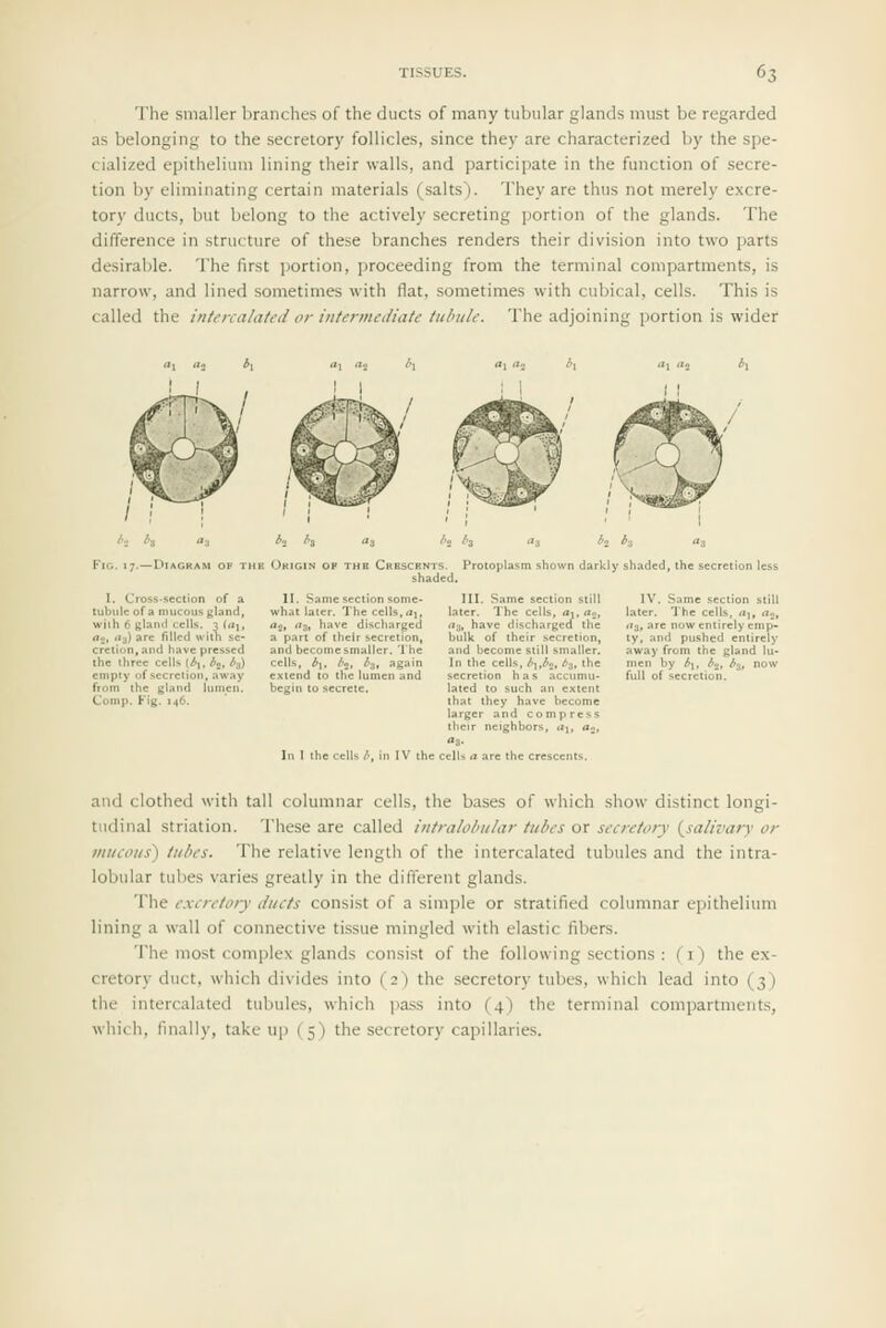 The smaller branches of the ducts of many tubular glands must be regarded as belonging to the secretory follicles, since they are characterized by the spe- cialized epithelium lining their walls, and participate in the function of secre- tion by eliminating certain materials (salts). They are thus not merely excre- tory ducts, but belong to the actively secreting portion of the glands. The difference in structure of these branches renders their division into two parts desirable. The first portion, jiroceeding from the terminal compartments, is narrow, and lined sometimes with flat, sometimes with cubical, cells. This is called the infenalatcd or iiifermcdiatc tubule. The adjoining portion is wider Fig. 17.—Diagram op ti IB Okigin op the Crhschnts. Protoplasm shown darkly shaded. shaded, the secretion less I. Cross-section of a tubule of a mucous gland, with 6 gland cells. 3 («i. a., a.^) are filled with se- cretion, and have pressed the three cells \hx,bz,b^ 11. Same section some- what later. The cells.ai. rt2> 3) liave discharged a part of their secretion, and become smaller. The ceils, by. I'a, ^3, again III. Same section still later. The cells, ay a«, rt3, have discharged the bulk of their secretion, and become still smaller. In the cells, b^^b^, ^3, the IV. Same section still later. The cells, rtj, do, «i3, are now entirely cmp- ly, and pushed entirely away from the gland lu- men by bu b.., ba, now empty of secretion, away from the gland lumen. Comp. Fig. 146. extend to the lumen and begin to secrete. lated to such an extent that they have become larger and compress tlicir neighbors, Uy, flg, full of secretion. In I thecells/-, inlV the cells a are the crescents. and clothed with tall columnar cells, the bases of which show distinct longi- tudinal striation. These are called ititralohula?- tubes or secretory {salivary or mucous) tubes. The relative length of the intercalated tubules and the intra- lobular tubes varies greatly in the different glands. The excretory ducts consist of a simple or stratified columnar epithelium lining a wall of connective ti.ssue mingled with elastic fibers. The most complex glands consist of the following sections : (i) the ex- cretory duct, which divides into (2) the secretory tubes, which lead into (3) the intercalated tubules, which pass into (4) the terminal compartments, which, finally, take uj) (5) the secretory capillaries.