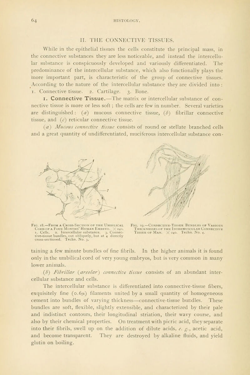 II. THE CONNECTIVE TISSUES. While in the epithelial tissues the cells constitute the principal mass, in the connective substances they are less noticeable, and instead the intercellu- lar substance is conspicuously develojied and variously differentiated. The predominance of the intercellular substance, which also functionally plays the more important part, is characteristic of the group of connective tissues. According to the nature of the intercellular substance they are divided into : I. Connective tissue. 2. Cartilage. 3. Bone. I. Connective Tissue.—The matri.x or intercellular substance of con- nective tissue is more or less soft; the cells are few in number. Several varieties are distinguished: (a) mucous connective tissue, (^) fibrillar connective tissue, and {c) reticular connective tissue. (a) Mucous connective tissue consists of round or stellate branched cells and a great quantity of undifferentiated, muciferous intercellular substance con- ^IG. 18.—From a Cross-Se Cord of a Four Months' Human Embryo. X 240. I. Cells. 2. Intercellular substance. 3. Connec- tive-tissue bundles, cut obliquely, but at 4 directly cross-sectioned. Techn, No. 3. ivE-TissUE Bundles of V FHE Intermuscular Conn X 240. Techn. No. 4. taining a few minute bundles of fine fibrils. In the higher animals it is found only in the umbilical cord of very young embryos, but is very common in many lower animals. (J)) Fibrillar (^areolar) connective tissue consists of an abundant inter- cellular substance and cells. The intercellular substance is differentiated into connective-tissue fibers, exquisitely fine (o.6/t) filaments united by a small quantity of homogeneous cement into bundles of varying thickness—connective-tissue bundles. These bundles are soft, flexible, slightly e.\tensible, and characterized by their pale and indistinct contours, their longitudinal striation, their wavy course, and also by their chemical properties. On treatment with picric acid, they separate into their fibrils, swell up on the addition of dilute acids, e. g., acetic acid, and become transparent. They are destroyed by alkaline fluids, and yield glutin on boiling.