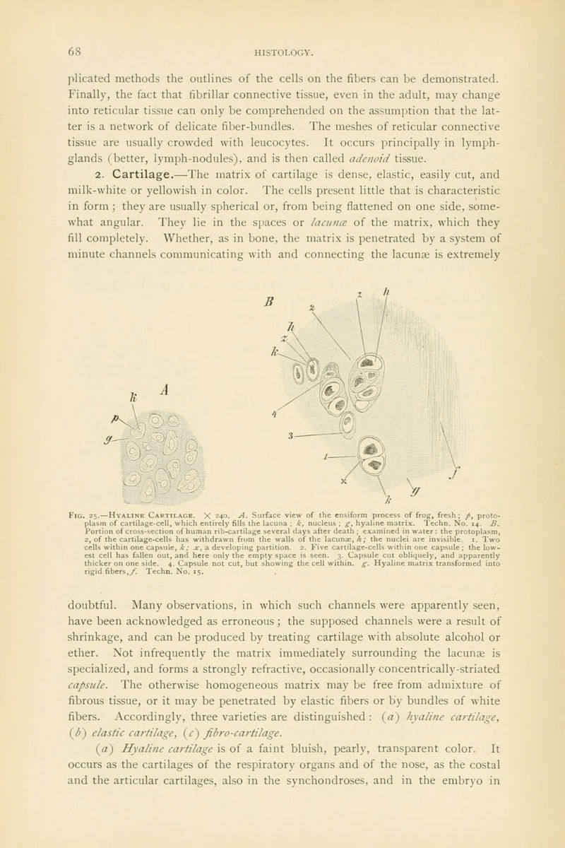 plicated methods the outlines of the cells on the fibers can be demonstrated. Finally, the fact that fibrillar connective tissue, even in the adult, may change into reticular tissue can only be comprehended on the assumption that the lat- ter is a network of delicate fiber-bundles. The meshes of reticular connective tissue are usually crowded with leucocytes. It occurs principally in lymph- glands (better, lymph-nodules), and is then called adenoid tissue. 2. Cartilage.—The matrix of cartilage is dense, elastic, easily cut, and milk-white or yellowish in color. The cells present little that is characteristic in form; they are usually spherical or, from being flattened on one side, some- what angular. They lie in the spaces or lacuncB of the matrix, which they fill completely. Whether, as in bone, the matrix is penetrated by a system of minute channels communicating with and connecting the lacunse is extremely 6 ^ \l Fig. 25.—Hyalinf Caki il \<,e. X 240. A. Surface view of the ensiform process of frog, fresh; /, proto- plasm of cartilage-cell, which entirely fills the lacuna ; k, nucleus ; g, hyaline matrix. Techn. No. 14. B. Portion of cross-section of human rib-cartilage several days after death ; examined in water: the protoplasm, 2, of the cartilage-cells has withdrawn from the walls of the lacimEe.A; the nuclei are invisible, i. Two cells within one capsule, k: x, a developing partition. 2. Five cartilage-ccUs within one capsule ; the low- est cell has fallen out, and here only the empty space is seen. 3. Capsule cut obliquely, and apparently thicker on one side. 4. Capsule not cut, but showing the cell within, g. Hyaline matrix transformed into rigid fibers,,/. Techn. No. 15. doubtful. Many observations, in which such channels were apparently seen, have been acknowledged as erroneous; the supposed channels were a result of shrinkage, and can be produced by treating cartilage with absolute alcohol or ether. Not infrequently the matrix immediately surrounding the lacunse is specialized, and forms a strongly refractive, occasionally concentrically-striated capsule. The otherwise homogeneous matrix may be free from admixture of fibrous tissue, or it may be penetrated by elastic fibers or by bundles of white fibers. Accordingly, three varieties are distinguished : {a) hyaline cartilage, (d) elastic cartilage, (r) fibro-cartilage. (a) Hyaline cartilage is of a faint bluish, pearly, transparent color. It occurs as the cartilages of the respiratory organs and of the nose, as the costal and the articular cartilages, also in the synchondroses, and in the embryo in