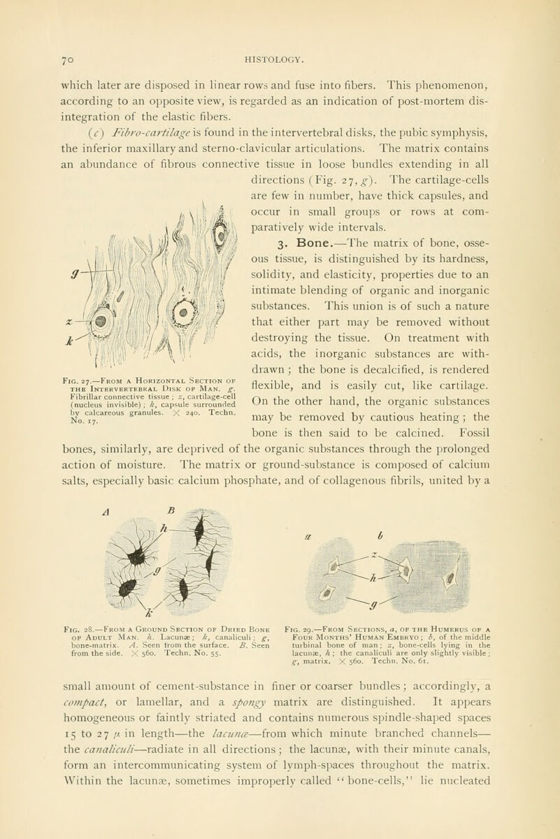 J!l\ \ which later are disposed in linear rows and fuse into fibers. This phenomenon, according to an opposite view, is regarded as an indication of post-mortem dis- integration of the elastic fibers. (f) Fibro-cartilage is found in the intervertebral disks, the pubic symphysis, the inferior maxillary and sterno-clavicular articulations. The matrix contains an abundance of fibrous connective tissue in loose bundles extending in all directions (Fig. 27,^). The cartilage-cells are few in number, have thick capsules, and occur in small groups or rows at com- paratively wide intervals. 3. Bone.—-The matrix of bone, osse- ous tissue, is distinguished by its hardness, solidity, and elasticity, properties due to an intimate blending of organic and inorganic substances. This union is of such a nature that either part may be removed without destroying the tissue. On treatment with acids, the inorganic substances are with- drawn ; the bone is decalcified, is rendered flexible, and is easily cut, like cartilage. On the other hand, the organic substances may be removed by cautious heating ; the bone is tlien said to be calcined. Fossil bones, similarly, are deprived of the organic substances through the prolonged action of moisture. The matrix or ground-substance is composed of calcium salts, especially basic calcium phosphate, and of collagenous fibrils, united by a Fig. 27.^Fbom a Hori: Fibrilla r connective ti* isue; z. cartilage-cell (nucleii s invisible) ; k , caps ■ule surroundeti by calc lareous granul< < 240. Techn. 'iG. 29.—From Sections, «, of the Humerus of a Four Months' Human Embryo ; h, of the middle turbinal bone of man; z, bone-cells lying in the lacunae, h ; the canalicuU are only slightly visible ; g, matrix. X 560. Techn. No. 61. small amount of cement-substance in finer or coarser bundles ; accordingly, a compact, or lamellar, and a spongy matrix are distinguished. It appears homogeneous or faintly striated and contains numerous spindle-shaped spaces 15 to 27 // in length—the lacuna'—from which minute branched channels— the canaliciili—radiate in all directions; the lacunae, with their minute canals, form an intercommunicating system of lymph-spaces throughout the matrix. Within the lacunce, sometimes improperly called bone-cells, lie nucleated