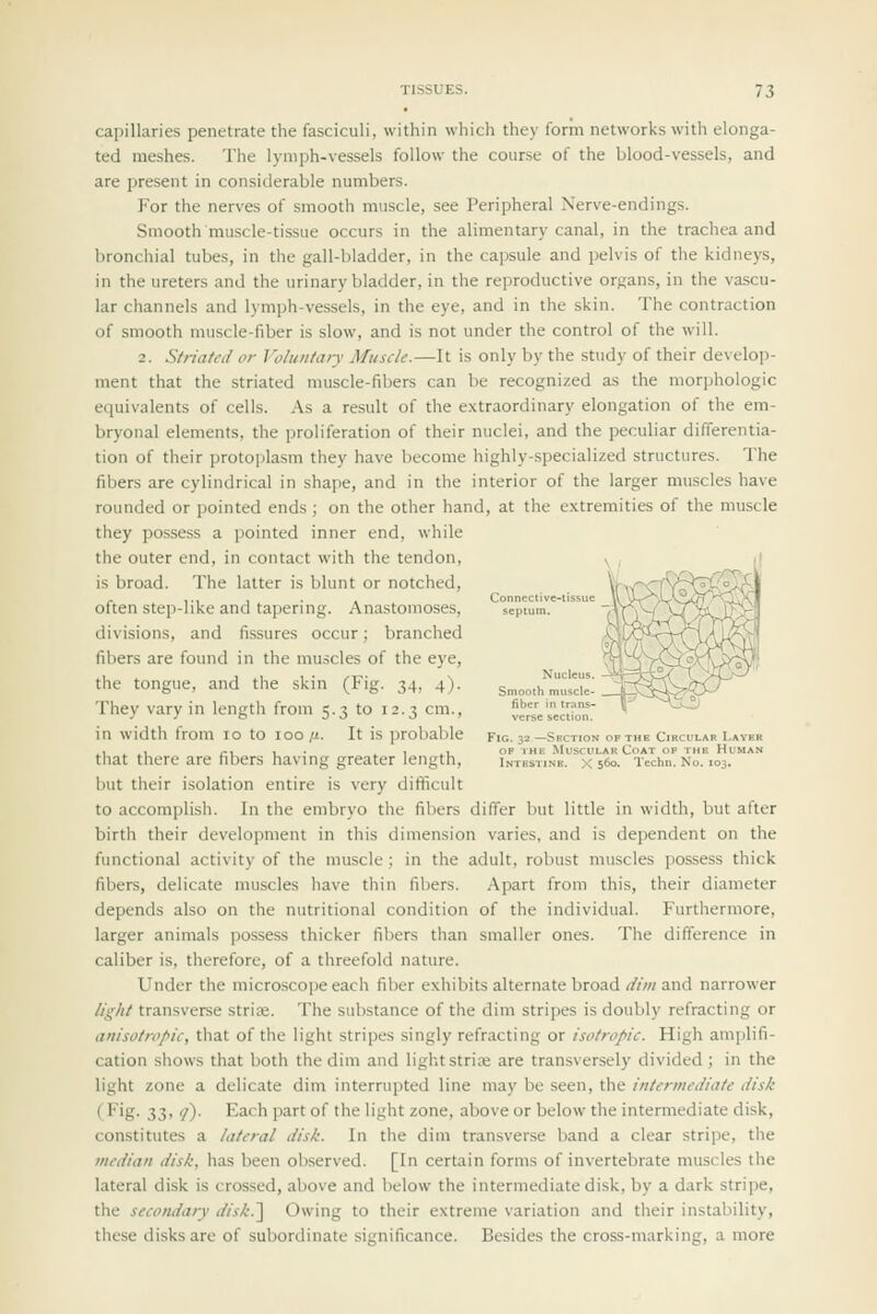 capillaries penetrate the fasciculi, within which thev Ibrm networks with elonga- ted meshes. The lymph-vessels follow the course of the blood-vessels, and are present in considerable numbers. For the nerves of smooth muscle, see Peripheral Nerve-endings. Smooth muscle-tissue occurs in the alimentary canal, in the trachea and bronchial tubes, in the gall-bladder, in the capsule and pelvis of the kidneys, in the ureters and the urinary bladder, in the reproductive organs, in the vascu- lar channels and lymph-vessels, in the eye, and in the skin. The contraction of smooth muscle-fiber is slow, and is not under the control of the will. 2. Striated or Voluntary Muscle.—It is only by the study of their develop- ment that the striated muscle-fibers can be recognized as the morphologic equivalents of cells. As a result of the extraordinary elongation of the em- bryonal elements, the proliferation of their nuclei, and the peculiar differentia- tion of their protoplasm they have become highly-specialized structures. The fibers are cylindrical in shape, and in the interior of the larger muscles have rounded or pointed ends ; on the other hand, at the extremities of the muscle they possess a pointed inner end, while the outer end, in contact with the tendon, is broad. The latter is blunt or notched, often step-like and tapering. Anastomoses, septun divisions, and fissures occur; branched fibers are found in the muscles of the eye, the tongue, and the skin (Fig. 34, 4). smooth^mulcie- They vary in length from 5.3 to 12.3 cm., «rsVs«oT in width from 10 to 100 11. It is probable Fig. 32 -Srction of thb Circular Layer .\.^\ ri -L • .. 1 ..1- OF THE Muscular Coat of the Human that there are fibers having greater length. Intestine, x 560. Tcchn. No. 103. but their isolation entire is very difficult to accomplish. In the embryo the fibers differ but little in width, but after birth their development in this dimension varies, and is dependent on the functional activity of the muscle; in the adult, robust muscles possess thick fibers, delicate muscles have thin fibers. Apart from this, their diameter depends also on the nutritional condition of the individual. Furthermore, larger animals possess thicker fillers than smaller ones. The difference in caliber is, therefore, of a threefold nature. Under the microscope each fiber exhibits alternate broad dim and narrower light transverse strife. The substance of the dim stripes is doubly refracting or anisotropic, that of the light stripes singly refracting or isotropic. High amplifi- cation shows that both the dim and light strise are transversely divided ; in the light zone a delicate dim interrupted line may be seen, the intermediate disk (Fig. 33, q). Each part of the light zone, above or below the intermediate disk, constitutes a lateral disk. In the dim transverse band a clear stripe, the median disk, has been observed. [In certain forms of invertebrate muscles the lateral disk is crossed, above and below the intermediate disk, by a dark stripe, the secondary disk.'] Owing to their extreme variation and their instability, these disks are of subordinate significance. Besides the cross-marking, a more