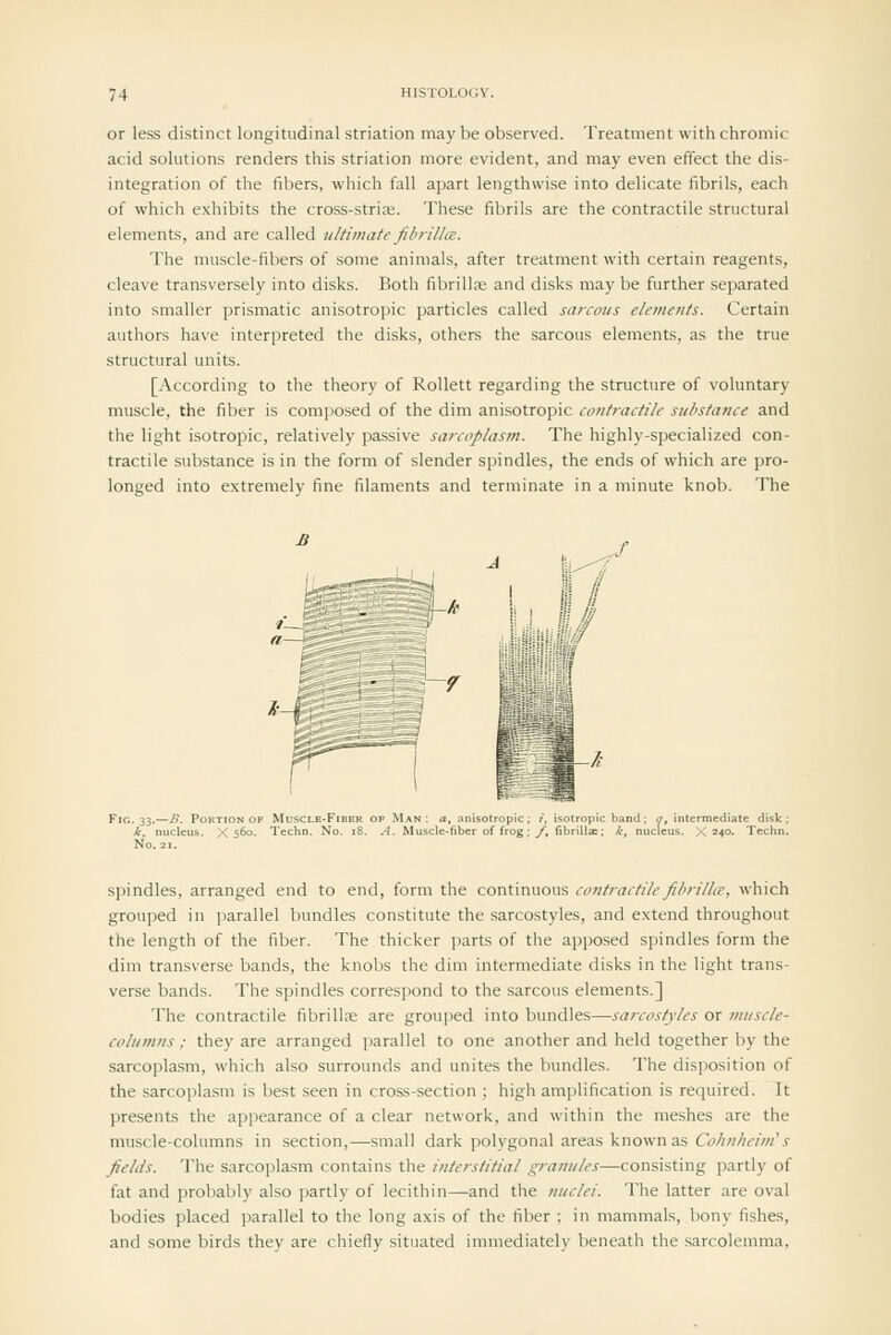 or less distinct longitudinal striation maybe observed. Treatment with chromic acid solutions renders this striation more evident, and may even effect the dis- integration of the fibers, which fall apart lengthwise into delicate fibrils, each of which exhibits the cross-striae. These fibrils are the contractile structural elements, and are called -ultimate fibrilla. The muscle-fibers of some animals, after treatment with certain reagents, cleave transversely into disks. Both fibrillae and disks may be further separated into smaller prismatic anisotropic particles called sarcous elements. Certain authors have interpreted the disks, others the sarcous elements, as the true structural units. [According to the theory of Rollett regarding the structure of voluntary muscle, the fiber is composed of the dim anisotropic contractile substance and the light isotropic, relatively passive sarcoplasm. The highly-specialized con- tractile substance is in the form of slender spindles, the ends of which are pro- longed into extremely fine filaments and terminate in a minute knob. The spindles, arranged end to end, form the continuous contractile fihrillce, which grouped in parallel bundles constitute the sarcostyles, and extend throughout the length of the fiber. The thicker parts of the apposed spindles form the dim transverse bands, the knobs the dim intermediate disks in the light trans- verse bands. The spindles correspond to the sarcous elements.] The contractile fibrillas are grouped into bundles—sarcostyles or viuscle- columns ; they are arranged parallel to one another and held together by the sarcoplasm, which also surrounds and unites the bundles. The disposition of the sarcoplasm is best seen in cross-section ; high amplification is required. It presents the appearance of a clear network, and within the meshes are the muscle-columns in section,—small dark polygonal areas known as C(3/i///;d'/'w'i- yields. The sarcoplasm contains the interstitial granules—consisting partly of fat and probably also partly of lecithin—and the nuclei. The latter are oval bodies placed parallel to the long axis of the fiber ; in mammals, bony fishes, and some birds they are chiefly situated immediately beneatli the sarcolemma.