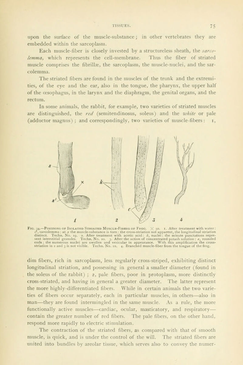 upon the surface of the muscle-substance; in other vertebrates they are embedded within the sarcoplasni. Each muscle-fiber is closely invested by a structureless sheath, the sarco- lemma, which represents the cell-membrane. Thus the fiber of striated muscle comprises the fibrillar, the sarcoplasni, the muscle-nuclei, and the sar- colemma. The striated fibers are found in the muscles of the trunk and the extremi- ties, of the eye and the ear, also in the tongue, the pharynx, the upper half of the fjesophagus, in the larynx and the diaphragm, the genital organs, and the rectum. In some animals, the rabbit, for example, two varieties of striated muscles are distinguished, the ?-ed (semitendinosus, soleus) and the white or pale (adductor magnus) ; and correspondingly, two varieties of muscle-fibers: i, Fig. 34.—Portions op IsoLATRD Striated MuscLB-FiBBRS OF Fkog. X 50. i. After treatment with water : ji, sarcolemma ; at x the musclc-5:ubstance is torn : the cross-striation not apparent, the longitudinal striation distinct. Techn. No. 19. 2. After treatment with acetic acid: k, nuclei: the minute punctations repre- sent interstitial granules. Techn. No. 20. 3. After the action of concentrated potash solution ; e, rounded ends: the numerous nuclei are swollen and vesicular in appearance. With tnis amplification the cross- striation in a and 3 is not visible. Techn. No. 32. 4. Branched muscle-5ber from the tongue of the frog. dim fibers, rich in sarcoplasni, less regularly cross-striped, exhibiting distinct longitudinal striation, and possessing in general a smaller diameter (found in the soleus of the rabbit) ; 2, pale fibers, poor in protoplasm, more distinctly cross-striated, and having in general a greater diameter. The latter represent the more highly-differentiated fibers. While in certain animals the two varie- ties of fibers occur separately, each in particular muscles, in others—also in man—they are found intermingled in the same muscle. As a rule, the more functionally active muscles—cardiac, ocular, masticatory, and respiratory— contain the greater number of red fibers. The pale fibers, on the other hand, respond more rapidly to electric stimulation. The contraction of the striated fibers, as compared with that of smooth muscle, is quick, and is under the control of the will. The striated fibers are united into bundles by areolar tissue, which serves also to convey the numer-