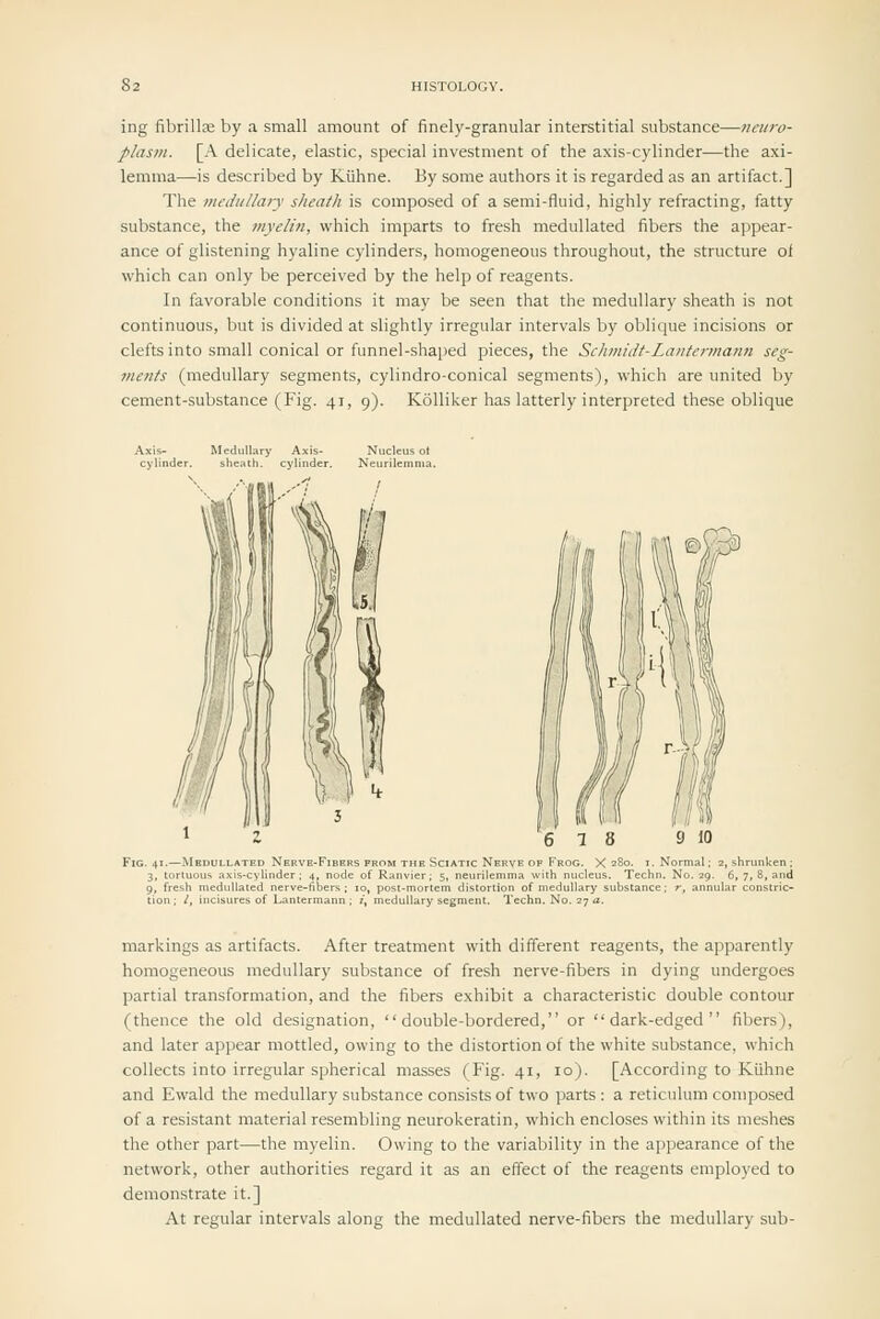 ing fibrilljE by a small amount of finely-granular interstitial substance—neuro- plasm. [A delicate, elastic, special investment of the axis-cylinder—the axi- lemma—is described by Kiihne. By some authors it is regarded as an artifact.] The medullary sheath is composed of a semi-fluid, highly refracting, fatty substance, the myelin, which imparts to fresh medullated fibers the appear- ance of glistening hyaline cylinders, homogeneous throughout, the structure ol which can only be perceived by the help of reagents. In favorable conditions it may be seen that the medullary sheath is not continuous, but is divided at slightly irregular intervals by oblique incisions or clefts into small conical or funnel-shaped pieces, the Schmidt-Lantennann seg- ments (medullary segments, cylindro-conical segments), which are united by cement-substance (Fig. 41, 9). Kolliker has latterly interpreted these oblique 6 7 8 9 10 Fig. 41.—Medullated Nerve-Fibers from the Sciatic Nerve of Frog. X 280. i. Normal: 2, shrunken ; 3, tortuous axis-cylinder; 4, node of Ranvier; 5, neurilemma with nucleus. Techn. No. 29. 6, 7, 8, and 9, fresh medullated nerve-fibers ; 10, post-mortem distortion of medullary substance; r, annular constric- tion ; /, incisures of Lantermann ; ;, medullary segment. Techn. No. 27 a. markings as artifacts. After treatment with different reagents, the apparently homogeneous medullary substance of fresh nerve-fibers in dying undergoes partial transformation, and the fibers exhibit a characteristic double contour (thence the old designation, double-bordered, or dark-edged fibers), and later appear mottled, owing to the distortion of the white substance, which collects into irregular spherical masses (Fig. 41, 10). [According to Kiihne and Ewald the medullary substance consists of two parts : a reticulum composed of a resistant material resembling neurokeratin, which encloses within its meshes the other part—the myelin. Owing to the variability in the appearance of the network, other authorities regard it as an effect of the reagents employed to demonstrate it.] At regular intervals along the medullated nerve-fibers the medullary sub-