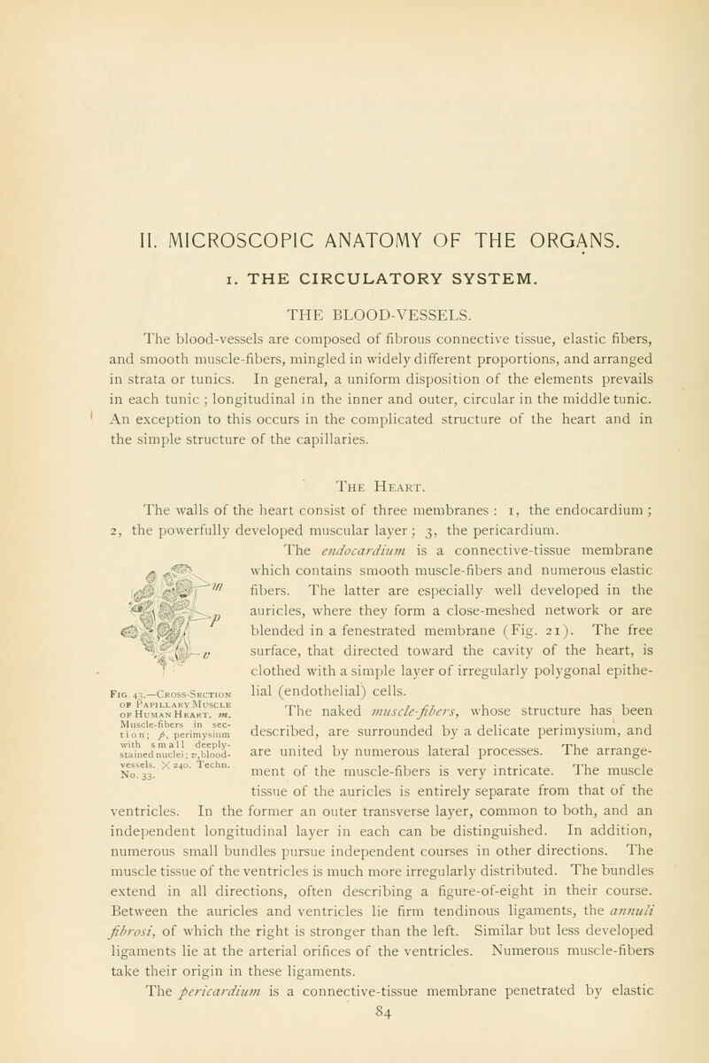 II. MICROSCOPIC ANATOMY OF THE ORGANS. I. THE CIRCULATORY SYSTEM. THE BLOOD-VESSELS. The blood-vessels are composed of fibrous connective tissue, elastic fibers, and smooth muscle-fibers, mingled in widely different proportions, and arranged in strata or tunics. In general, a uniform disposition of the elements prevails in each tunic ; longitudinal in the inner and outer, circular in the middle tunic. An exception to this occurs in the complicated structure of the heart and in the simple structure of the capillaries. The Heart. The walls of the heart consist of three membranes : i, the endocardium ; 2, the powerfully developed muscular layer; 3, the pericardium. The endocardium is a connective-tissue membrane ^ j,'^^ which contains smooth muscle-fibers and numerous elastic 1^ ^'„ ^' fibers. The latter are especially well developed in the '^Alr* ;:i>« auricles, where they form a close-meshed network or are ^ '-,C^> blended in a fenestrated membrane (Fig. 21). The free ^.■^m—i. surface, that directed toward the cavity of the heart, is ^  clothed with a simple layer of irregularly polygonal epithe- lial (endothelial) cells. The naked miiscle-fihcrs, whose structure has been '/erimysfum dcscribcd, are surrounded by a delicate perimysium, and sw'inedil^ciei; r'.btood'- are United by numerous lateral processes. The arrange- No^al! ^^-t-'^ ='=''• ment of the muscle-fibers is very intricate. The muscle tissue of the auricles is entirely separate from that of the ventricles. In the former an outer transverse layer, common to both, and an independent longitudinal layer in each can be distinguished. In addition, numerous small bundles pursue independent courses in other directions. The muscle tissue of the ventricles is much more irregularly distributed. The bundles extend in all directions, often describing a figure-of-eight in their course. Between the auricles and ventricles lie firm tendinous ligaments, the annuli fihrosi, of which the right is .stronger than the left. Similar but less developed ligaments lie at the arterial orifices of the ventricles. Numerous muscle-fibers take their origin in these ligaments. The pericardium is a connective-tissue membrane penetrated by elastic Muscle-fiber;