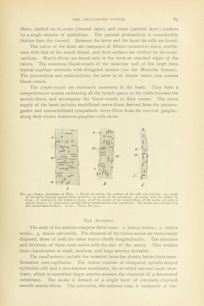 fibers, clothed on its outer (visceral layer) and inner (parietal layer) surfaces by a single stratum of epithelium. The parietal pericardium is considerably thicker than the visceral. Between the latter and the heart fat-cells are found. The valves of the heart are composed of fibrous connective tissue, contin- uous with that of the annuli fibrosi, and their surfaces are clothed by the endo- cardium. Muscle-fibers are found only in the roots or attached edges of the valves. The numerous blood-vessels of the muscular wall of the heart form typical capillary networks with elongated meshes (see the Muscular System). The pericardium and endocardium, the latter in its deeper strata, also possess blood-vessels. The lymph-vessels are extremely numerous in the heart. They form a comprehensive system embracing all the lymph-spaces in the clefts between the muscle-fibers, and accompany the blood-vessels in their course. The nerve supply of the heart includes medullated nerve-fibers derived from the pneumo- gastric and nonmedullated sympathetic nerve-fibers from the cervical ganglia; along their course numerous ganglion-cells occur. ^?^^H Fig. 44.—Small Aktbribs of Man. i. Nuclei ot intima, the outlines of the cells are invisible; m, nucle of circuLirly-disposed musclc-fibers of media; a, nuclei of the adventitia; A, artery with the surface ir focus ; B, artery with the lumen in focus; at m' the nuclei of the muscle-fibers of the media are seen ii optical section ; C, small artery shortly before transformation into capillaries. The media here consists of a few isolated muscle-fibers. X 240. Techn, No. 34 a. The Arteries. The walls of the arteries comprise three coats: i, tunica intima ; 2, tunica media; 3, tunica adventitia. The elements of the tunica media are transversely disposed, those of both the other tunics chiefly longitudinally. The structure and thickness of these coats varies with the size of the artery. This renders their classification as small, medium, and large arteries desirable. The small arteries include the terminal branches shortly before their trans- formation into capillaries. The intima consists of elongated, spindle-shaped epithelial cells and a structureless membrane, the so-called internal elastic mem- brane, which in somewhat larger arteries assumes the character of a fenestrated membrane. The media is formed of a single layer of circularly-disjiosed smooth muscle-fibers. The adventitia, the external coat, is composed of Ion-