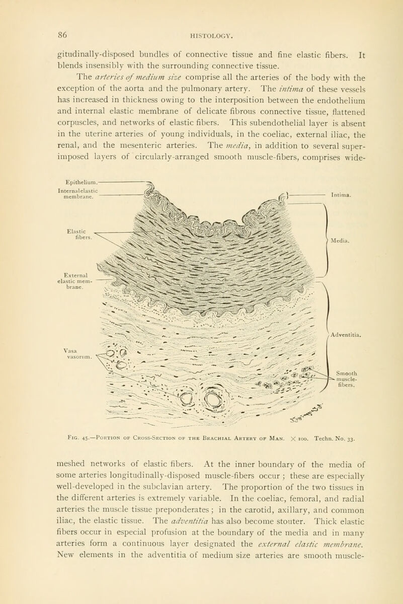 gitudinally-disposed bundles of connective tissue and fine elastic fibers. It blends insensibly with the surrounding connective tissue. The arteries of medium size comprise all the arteries of the body with the exception of the aorta and the pulmonary artery. The intima of these vessels has increased in thickness owing to the interposition between the endothelium and internal elastic membrane of delicate fibrous connective tissue, flattened corpuscles, and networks of elastic fibers. This subendothelial layer is absent in the uterine arteries of young individuals, in the coeliac, external iliac, the renal, and the mesenteric arteries. The media, in addition to .several super- imposed layers of circularly-arranged smooth muscle-fibers, comprises wide- FiG. 45.—Portion of Cross-Section of the Brachial Artehv op Man. X loo. Techn. No. 33. meshed networks of elastic fibers. At the inner boundary of the media of some arteries longitudinally-disposed muscle-fibers occur; these are especially well-developed in the subclavian artery. The proportion of the two tissues in the different arteries is extremely variable. In the coeliac, femoral, and radial arteries the muscle tissue preponderates; in the carotid, axillary, and common iliac, the elastic tissue. The adventitia has also become stouter. Thick elastic fibers occur in especial profusion at the boundary of the media and in many arteries form a continuous layer designated the external elastic membrane. New elements in the adventitia of medium size arteries are smooth muscle-