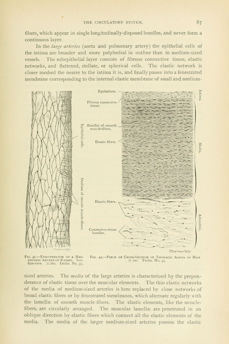 fibers, which appear in single longitudinally-disposed bundles, and never form a continuous layer. In the large arteries (aorta and pulmonary artery) the epithelial cells of the intima are broader and more polyhedral in outline than in medium-sized vessels. The subepithelial layer consists of fibrous connective tissue, elastic networks, and flattened, stellate, or spherical cells. The elastic network is closer meshed the nearer to the intima it is, and finally passes into a fenestrated membrane corresponding to the internal elastic membrane of small and medium- FlG. 46.—ENUnxHBLIUH OF A MkS- Fig. 47.—Pll BNTBKic Aktrryop Raubit. Sur- face vicw. X260. Tcchn, No. 35. ■ Cross-Sbction op Thoracic Aokta op Ma X 100. Techn. No. 33. sized arteries. The media of the large arteries is characterized by the prepon- derance of elastic tissue over the muscular elements. The thin elastic networks of the media of medium-sized arteries is here replaced by close networks of broad elastic fibers or by fenestrated membranes, which alternate regularly with the lamellne of smooth muscle-fibers. The elastic elements, like the muscle- fibers, are circularly arranged. The muscular lamellae are penetrated in an oblique direction by elastic fibers which connect all the elastic elements of the media. The media of the larger medium-sized arteries possess the elastic