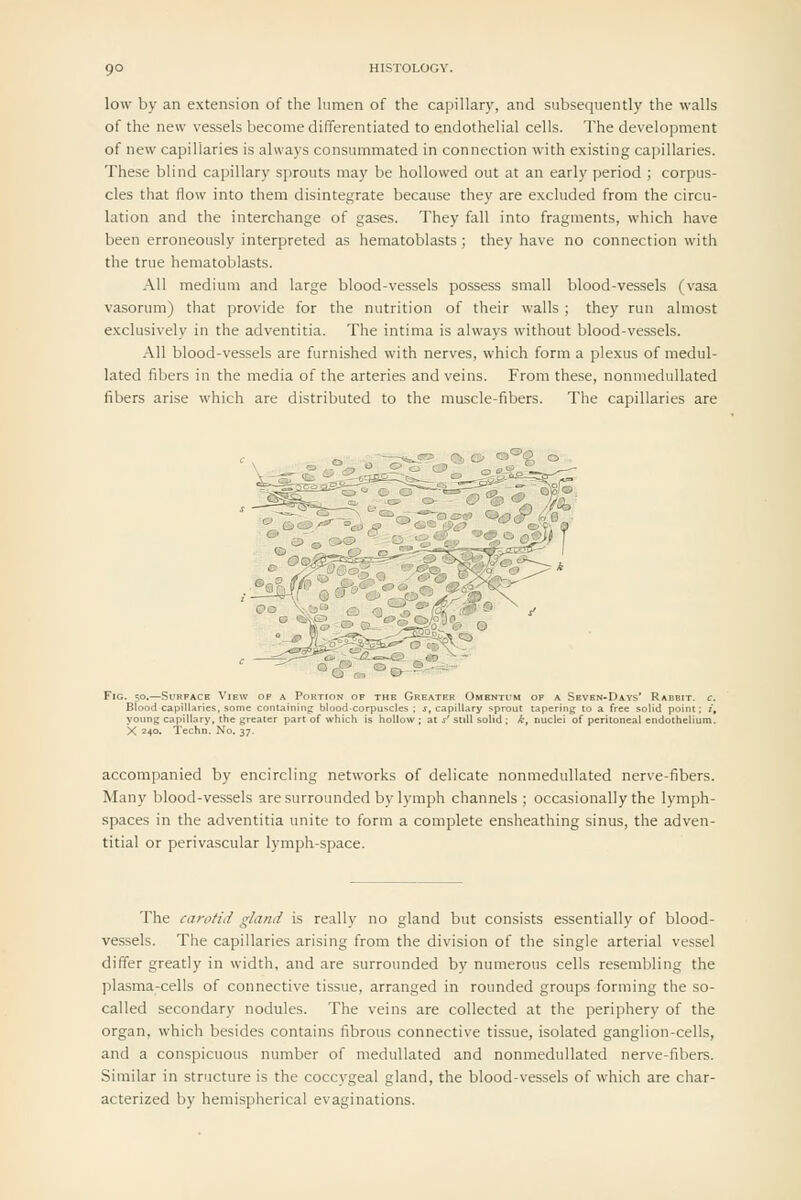 low by an extension of the lumen of the capillary, and subsequently the walls of the new vessels become differentiated to endothelial cells. The development of new capillaries is always consummated in connection with existing capillaries. These blind capillary sprouts may be hollowed out at an early period ; corpus- cles that flow into them disintegrate because they are excluded from the circu- lation and the interchange of gases. They fall into fragments, which have been erroneously interpreted as hematoblasts; they have no connection with the true hematoblasts. All medium and large blood-vessels possess small blood-vessels (vasa vasorum) that provide for the nutrition of their walls ; they run almost exclusively in the adventitia. The intima is always without blood-vessels. All blood-vessels are furnished with nerves, which form a plexus of medul- lated fibers in the media of the arteries and veins. From these, nonmedullated fibers arise which are distributed to the muscle-fibers. The capillaries are 55=0.0 C)°''g O Fig. 50.—Surface View of a Portion of the Greater Omentum of a Seven-Days* Rabbit, c. Blood capill.*ries, some containing blood-corpusclcs ; j, capillary sprout tapering to a free solid point; :', voung capillary, the greater part of which is hollow ; at s' still solid ; k, nuclei of peritoneal endothelium. X 240. Techn. No. 37. accompanied by encircling networks of delicate nonmedullated nerve-fibers. Many blood-vessels are surrounded by lymph channels ; occasionally the lymph- spaces in the adventitia unite to form a complete ensheathing sinus, the adven- titial or perivascular lymph-space. The carotid gland is really no gland but consists essentially of blood- vessels. The capillaries arising from the division of the single arterial vessel differ greatly in width, and are surrounded by numerous cells resembling the plasma-cells of connective tissue, arranged in rounded groups forming the so- called secondary nodules. The veins are collected at the periphery of the organ, which besides contains fibrous connective tissue, isolated ganglion-cells, and a conspicuous number of medullated and nonmedullated nerve-fibers. Similar in structure is the coccygeal gland, the blood-vessels of which are char- acterized by hemispherical evaginations.
