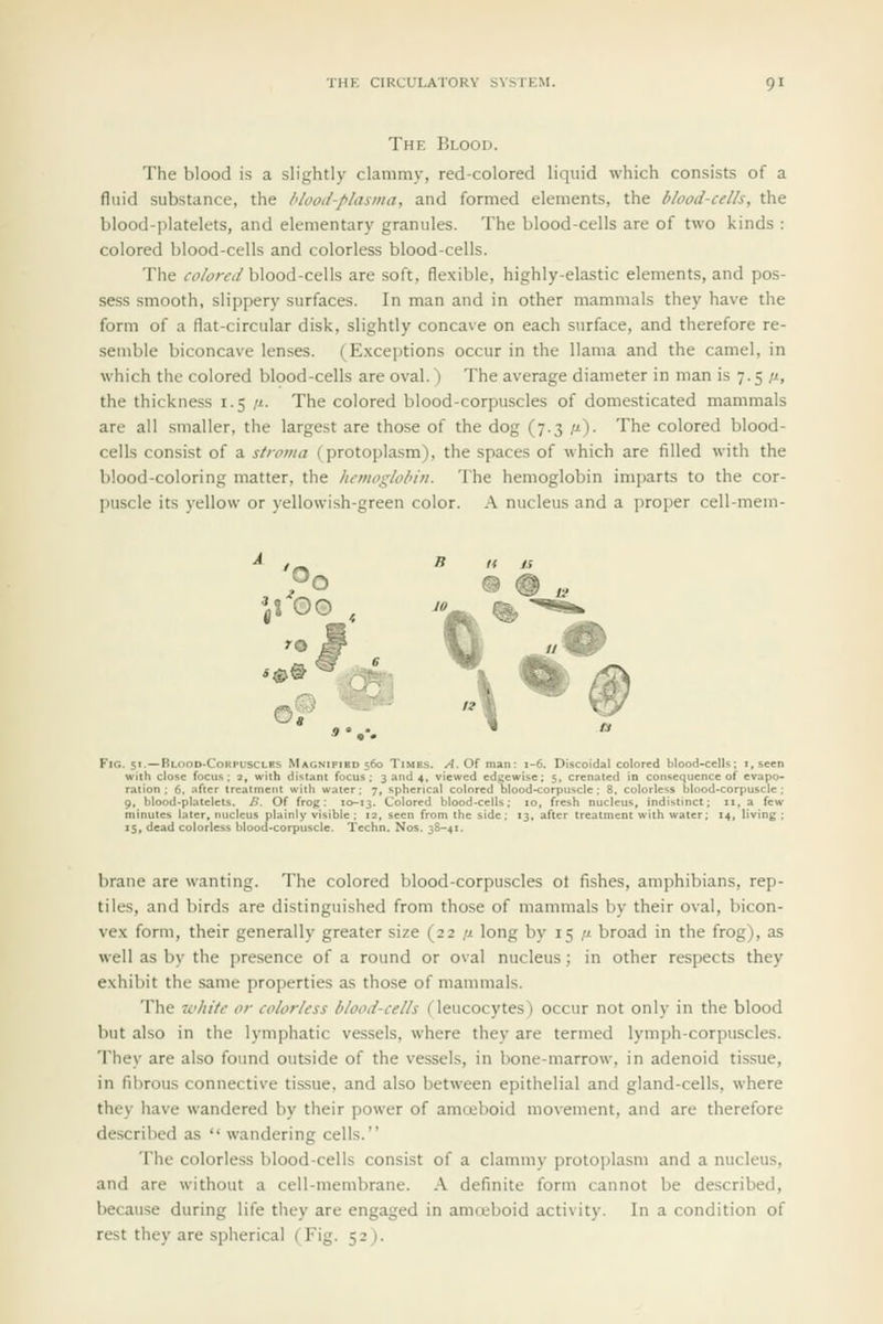 The Blood. The blood is a slightly clammy, red-colored liquid which consists of a fluid substance, the blood-plasma, and formed elements, the blood-cells, the blood-platelets, and elementary granules. The blood-cells are of two kinds : colored blood-cells and colorless blood-cells. The colored blood-cells are soft, flexible, highly-elastic elements, and pos- sess smooth, slippery surfaces. In man and in other mammals they have the form of a flat-circular disk, slightly concave on each surface, and therefore re- semble biconcave lenses. (Exceptions occur in the llama and the camel, in which the colored blood-cells are oval.) The average diameter in man is 7. s /t, the thickness 1.5 11. The colored blood-corpuscles of domesticated mammals are all smaller, the largest are those of the dog (7.3 //)• The colored blood- cells consist of a stroma (protoplasm), the spaces of which are filled with the blood-coloring matter, the hemoglobin. The hemoglobin imparts to the cor- puscle its yellow or yellowish-green color. A nucleus and a proper cell-mem- FlG. 51.—Blood.Corpuscles Magnified 560 Times. /I. Of man: 1-6. Discoidal cotored blood-ccIU; i, seen with close focus; 2, with distant focus; 3 and 4, viewed edgewise; 5, crenaled In consequence of evapo- ration ; 6. after treatment with water; 7, spherical colored blood^corpuscle ; 8. colorless blood-corpuscle ; 9, blood-platelets. />. Of frog: 10-13. Colored blood-cells; 10, fresh nucleus, indistinct; 11, a few minutes later, nucleus plainly visible ; 12, seen from the side; 13, after treatment with water; 14, living ; 15, dead colorless blood-corpuscle. Techn. Nos. 38-41. brane are wanting. The colored blood-corpuscles ol fishes, amphibians, rep- tiles, and birds are distinguished from those of mammals by their oval, bicon- vex form, their generally greater size (22 ,« long by 15 /m broad in the frog), as well as by the presence of a round or oval nucleus; in other respects they exhibit the same properties as those of mammals. The white or colorless blood-cells (leucocytes) occur not only in the blood but also in the lymphatic vessels, where they are termed lymph-corpuscles. They are also found outside of the vessels, in bone-marrow, in adenoid tissue, in fibrous connective tis.sue, and also between epithelial and gland-cells, where they have wandered by their power of amoeboid movement, and are therefore described as  wandering cells. The colorless blood-cells consist of a clammy protoplasm and a nucleus, and are without a cell-membrane. A definite form cannot be described, because during life they are engaged in amoeboid activity. In a condition of rest they are spherical (Fig. 52).