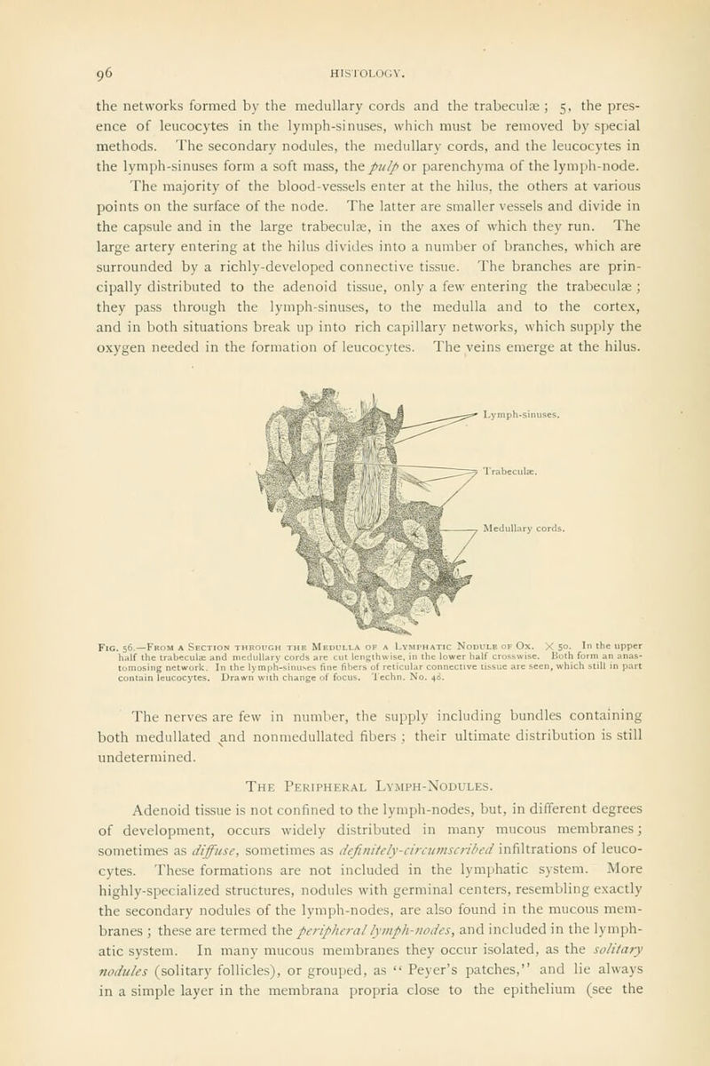 the networks formed by the medullary cords and the trabecular; 5, the pres- ence of leucocytes in the lymph-sinuses, which must be removed by special methods. The secondary nodules, the medullary cords, and the leucocytes in the lymph-sinuses form a soft mass, \ht pulp or parenchyma of the lymph-node. The majority of the blood-vessels enter at the hilus, the others at various points on the surface of the node. The latter are smaller vessels and divide in the capsule and in the large trabecule, in the axes of which they run. The large artery entering at the hilus divides into a number of branches, which are surrounded by a richly-developed connective tissue. The branches are prin- cipally distributed to the adenoid tissue, only a few entering the trabeculae ; they pass through the lymph-sinuses, to the medulla and to the cortex, and in both situations break up into rich capillary networks, which supply the oxygen needed in the formation of leucocytes. The veins emerge at the hilus. —^ Medull.-^ry cords. Fig. 56—From a Section through the Medulla of a Lymphatic Nodule of Ox. X 5°- ' '•: upper half the trabeculae and medullary cords are cut lengthwise, in the lower half crosswise. Both form an anas- tomosing network. In the lymph-sinuses fine fibers of reticular connective tissue are seen, which still in part contain leucocytes. Drawn with change of focus, 'lechn. No. 48. The nerves are few in number, the supply including bundles containing both meduUated and nonmedullated fibers ; their ultimate distribution is still undetermined. The Peripheral Lymph-Nodules. Adenoid tissue is not confined to the lymph-nodes, but, in different degrees of development, occurs widely distributed in many mucous membranes; sometimes as diffuse, sometimes as definitely-circumscribed infiltrations of leuco- cytes. These formations are not included in the lymphatic system. More highly-specialized structures, nodules with germinal centers, resembling exactly the secondary nodules of the lymph-nodes, are also found in the mucous mem- branes ; these are termed the peripheral lymph-nodes, and included in the lymph- atic system. In many mucous membranes they occur isolated, as the solitary nodules (solitary follicles), or grouped, as  Peyer's patches, and lie always in a simple layer in the membrana propria close to the epithelium (see the