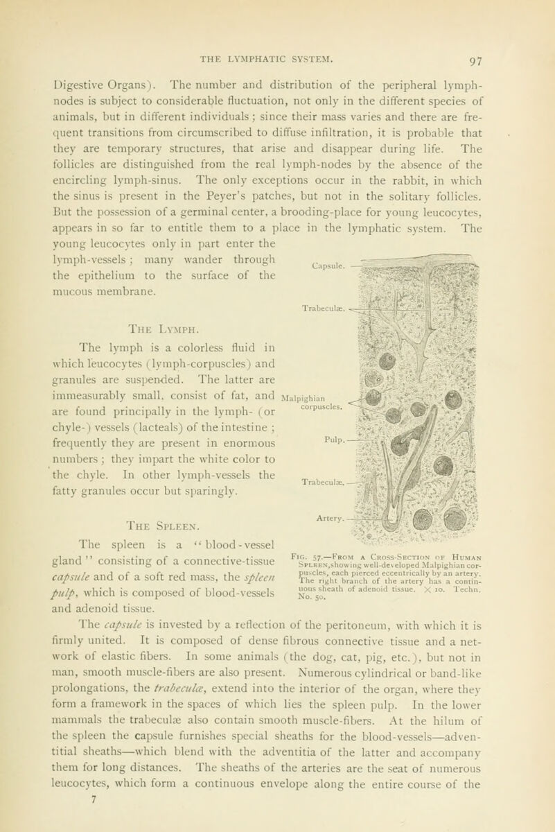 DigestiYC Organs). The number and distribution of the peripheral lymph- nodes is subject to considerable fluctuation, not only in the different species of animals, but in different individuals ; since their mass varies and there are fre- cjuent transitions from circumscribed to diffuse infiltration, it is probable that they are temporary structures, that arise and disappear during life. The follicles are distinguished from the real lymph-nodes by the absence of the encircling lymph-sinus. The only exceptions occur in the rabbit, in which the sinus is present in the Peyer's patches, but not in the solitary follicles. But the possession of a germinal center, a brooding-place for young leucocytes, appears in so far to entitle them to a place in the lymphatic system. The young leucocytes only in part enter the Ivmijh-vessels : many wander through ,. , the epithelium to the surface of the mucous membrane. Tin; Lymph. The lymph is a colorless fluid in which leucocytes (lymph-corpuscles) and granules are suspertded. The latter are immeasurably small, consist of fat, and M.iipighi.in -: ' are found principally in the lymph- (or corpusccs. chyle-) vessels (lacteals) of the intestine ; frequently they are present in enormous '''p-' numbers ; they impart the white color to ' fl the chyle. In other Ivmph-vessels the „ ii fatty granules occur but sparingly. -.-Il The Spleen. ' .''' The spleen is a blood-vessel gland ■ • consisting of a connective-tissue ^'t.^i^^Z.^Js^^^t^^.^^^^^cZ capsule and of a soft red mass, the spleen ^'fTe'Hgiu ta'^;cho'fThV«?y*'harcS pulp, which is composed of blood-vessels no!V='^''' ^''''' ''■ ^ '°' '''' and adenoid tissue. The capsule is invested by a reflection of the ]jeritoneum, with which it is firmly united. It is composed of dense fibrous connective tissue and a net- work of elastic fibers. In some animals (the dog, cat, pig, etc.), but not in man, smooth muscle-fibers are also present. Numerous cylindrical or band-like prolongations, the irabecuhe, extend into the interior of the organ, where they form a framework in the spaces of which lies the spleen pulp. In the lower mammals the trabeculte also contain smooth muscle-fibers. At the hilum of the spleen the capsule furnishes special sheaths for the blood-vessels—adven- titial sheaths—which blend with the adventitia of the latter and accompany them for long distances. The sheaths of the arteries are the seat of numerous leucocytes, which form a continuous envelope along the entire course of the 7