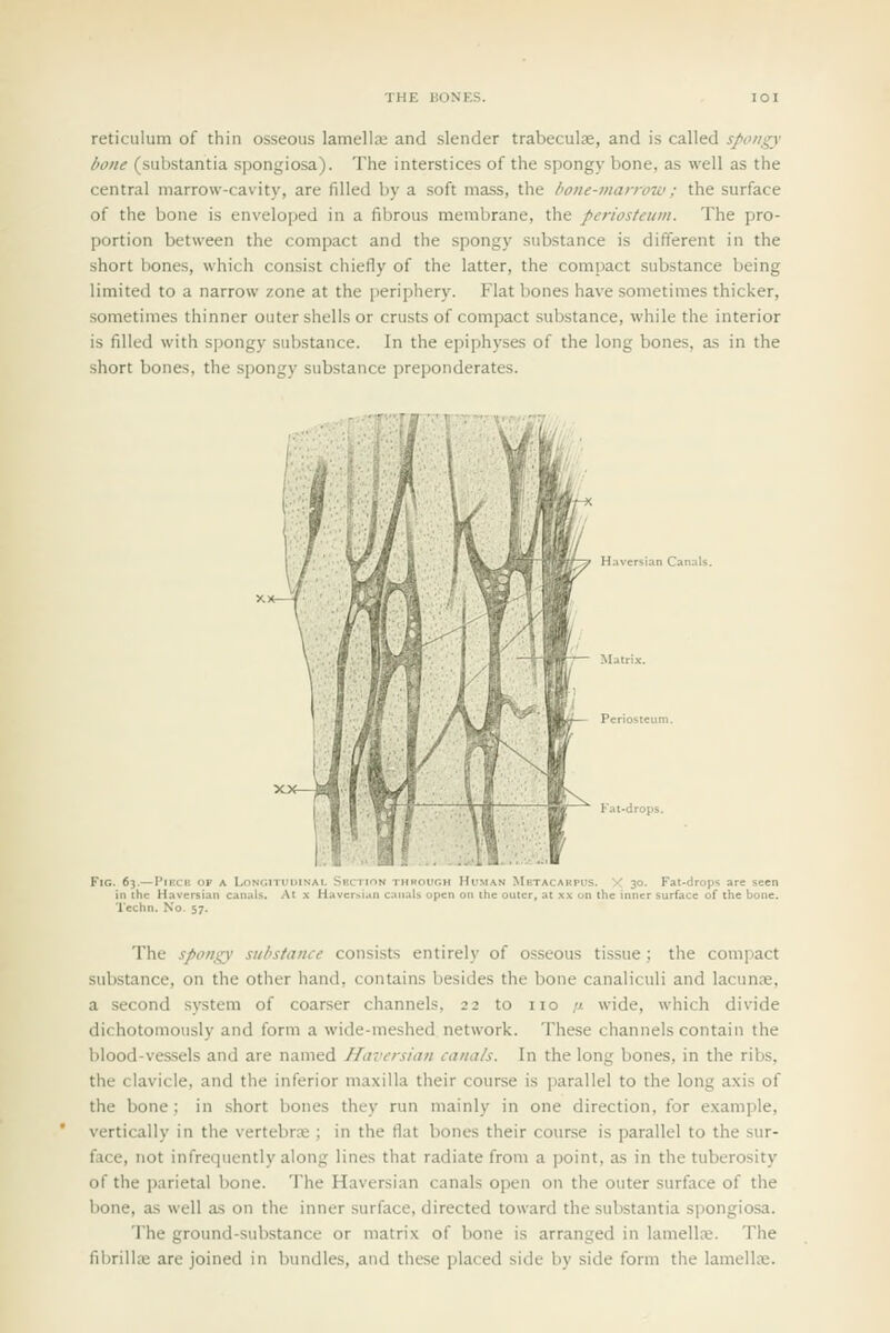 reticulum of thin osseous lamella: and slender trabeculfe, and is called s/iongy bone (substantia spongiosa). The interstices of the spongy bone, as well as the central marrow-cavity, are filled by a soft mass, the hone-marrow; the surface of the bone is enveloped in a fibrous membrane, the periosteum. The pro- portion between the compact and the spongy substance is different in the short hones, which consist chiefly of the latter, the compact substance being limited to a narrow zone at the periphery. Flat bones have sometimes thicker, sometimes thinner outer shells or crusts of compact substance, while the interior is filled with spongy substance. In the epiphyses of the long bones, as in the short bones, the spongy substance preponderates. H.iversian Can.iU. Fig. 63.—Piece op , LoNGiTUOiNAi. Section through Human Met canals. At x Haversian canals open on the outer. The Spongy siihsfance consists entirely of osseous tissue; the compact substance, on the other hand, contains besides the bone canaliculi and lacunje, a second system of coarser channels, 22 to no /x wide, which divide dichotomously and form a wide-meshed network. These channels contain the blood-vessels and are named Haversian canals. In the long bones, in the ribs, the clavicle, and the inferior maxilla their course is parallel to the long axis of the bone; in short bones they run mainly in one direction, for example, vertically in the vertebra:; in the flat bones their course is parallel to the sur- face, not infrequently along lines that radiate from a point, as in the tuberosity of the parietal bone. The Haversian canals open on the outer surface of the bone, as well as on the inner surface, directed toward the substantia spongiosa. The ground-substance or matrix of bone is arranged in lamellae. The fibrillte are joined in bundles, and these placed side by side form the lamellse.