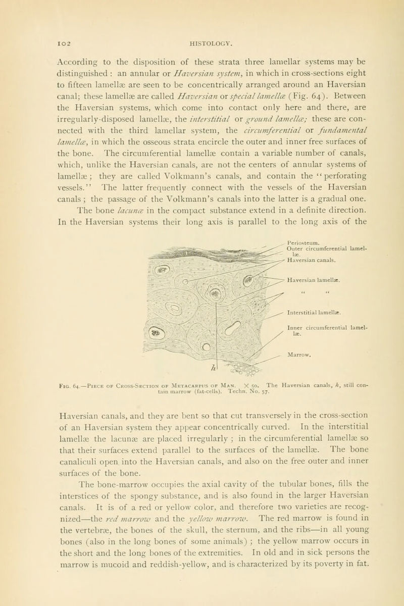 According to the disposition of these strata three lamellar systems may be distinguished : an annular or Haversian system, in which in cross-sections eight to fifteen lamellae are seen to be concentrically arranged around an Haversian canal; these lamellae are called Haversian or special lamella (Fig. 64). Between the Haversian systems, which come into contact only here and there, are irregularly-disposed lamellae, the interstitial or ground lamella; these are con- nected with the third lamellar system, the circumferential or fundamental lamellce, in which the osseous strata encircle the outer and inner free surfaces of the bone. The circumferential lamellae contain a variable number of canals, which, unlike the Haversian canals, are not the centers of annular systems of lamellae; they are called Volkmann's canals, and contain the  perforating vessels. The latter frequently connect with the vessels of the Haversian canals; the passage of the Volkmann's canals into the latter is a gradual one. The bone lacuna in the compact substance extend in a definite direction. In the Haversian systems their long axis is parallel to the long axis of the Haversian canals, and they are bent so that cut transversely in the cross-section of an Haversian system they appear concentrically curved. In the interstitial lamellae the lacunae are placed irregularly ; in the circumferential lamellae so that their surfaces extend parallel to the surfaces of the lamellae. The bone canaliculi open into the Haversian canals, and also on the free outer and inner surfaces of the bone. The bone-marrow occupies the axial cavity of the tubular bones, fills the interstices of the spongy substance, and is also found in the larger Haversian canals. It is of a red or yellow color, and therefore two varieties are recog- nized—the red marrow and the yellow marroto. The red marrow is found in the vertebrae, the bones of the skull, the sternum, and the ribs—in all young bones (also in the long bones of some animals) ; the yellow marrow occurs in the short and the long bones of the extremities. In old and in sick persons the marrow is mucoid and reddish-yellow, and is characterized by its poverty in fat.