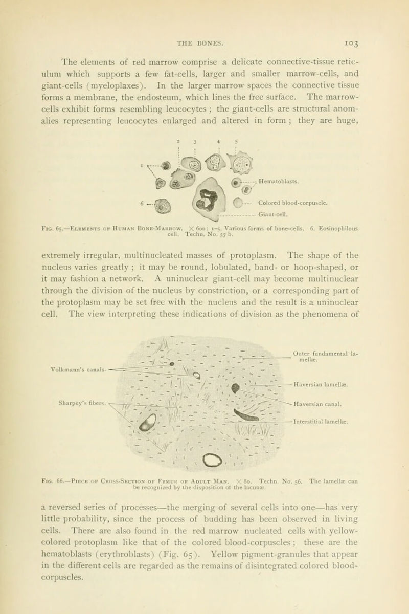 The elements of red marrow comprise a delicate connective-tissue retic- ulum which supports a few fat-cells, larger and smaller marrow-cells, and giant-cells (myeloplaxes). In the larger marrow spaces the connective tissue forms a membrane, the endosteum, which lines the free surface. The marrow- cells exhibit forms resembling leucocytes ; the giant-cells are structural anom- alies representing leucocytes enlarged and altered in form ; they are huge, 1.. ; Hematoblasts. \ (*/ ( Colored blood-corpuscle. --- Giant-cell. Fig. 65.—Elements OF Human Bone.Marrow. X600: 1-5. Various forms of bone-cells. 6. Eosinophilous cell. Techn. No. 57 b. extremely irregular, multinucleated masses of protoplasm. The shape of the nucleus varies greatly ; it may be round, lobulated, band- or hoop-shaped, or it may fashion a network. A uninuclear giant-cell may become multinuclear through the division of the nucleus by constriction, or a corresponding part of the protoplasm may be set free with the nucleus and the result is a uninuclear cell. The view interpreting these indications of division as the phenomena of Outer fundamental la Sharpey's fibc Interstitial lamellsc o Fig. 66.—Piece CHriss-SttCTioN OP Frmur OP Adult Man. X 80. Techn. No. 56. The la be recognized by the disposition ot the lacuna:. a reversed series of processes—the merging of several cells into one—has very little probability, since the process of budding has been observed in living cells. There are also found in the red marrow nucleated cells with yellow- colored protoplasm like that of the colored blood-corpuscles; the.se are the hematoblasts ( erythrohlasts) (Fig. 65). Yellow pigment-granules that appear in the different cells are regarded as the remains of disintegrated colored blood- cor|)uscles.