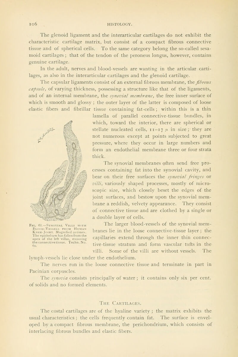 The glenoid ligament and the interarticular cartilages do not exhibit the characteristic cartilage matrix, but consist of a compact fibrous connective tissue and of spherical cells. To the same category belong the so-called sesa- moid cartilages; that of the tendon of the peroneus longus, however, contains genuine cartilage. In the adult, nerves and blood-vessels are wanting in the articular carti- lages, as also in the interarticular cartilages and the glenoid cartilage. The capsular ligaments consist of an external fibrous membrane, K\\% fibrous capsule, of varying thickness, possessing a structure like that of the ligaments, and of an internal membrane, the synovial membrane, the free inner surface of which is smooth and glossy ; the outer layer of the latter is composed of loose elastic fibers and fibrillar tissue containing fat-cells; within this is a thin lamella of parallel connective-tissue bundles, in which, toward the interior, there are spherical or stellate nucleated cells, 11-17 ,a in size;' they are not numerous except at points subjected to great pressure, where they occur in large numbers and form an endothelial membrane three or four strata thick. The synovial membranes often send free pro- cesses containing fat into the synovial cavity, and bear on their free surfaces the synovial fringes or villi, variously shaped processes, mostly of micro- scopic size, which closely beset the edges of the joint surfaces, and bestow upon the synovial mem- brane a reddish, velvety appearance. They consist of connective tissue and are clothed by a single or a double layer of cells. The larger blood-vessels of the synovial mem- branes lie in the loose connective-tissue layer; the capillaries extend through the inner thin connec- tive-tissue stratum and form vascular tufts in the villi. Some of the villi are without vessels. The lymph-vessels lie close under the endothelium. The nerves run in the loose connective tissue and terminate in part in Pacinian corpuscles. The synovia consists principally of water ; it contains only six per cent. of solids and no formed elements. Fig. 68,—SY^ JOVIAL Villi v ^MTH Blood-Vbs: SELS FKOM Hu MAN Knee-Jo.ni •. Magnified f;o ti mes Theepitheh urn has fallen fror nthe apex of ihe left villus. ex-p( jsine theconnecti' ^■e tissue. Techn .No The Cartilages. The costal cartilages are of the hyaline variety ; the matrix exhibits the usual characteristics ; the cells frequently contain fat. The surface is envel- oped by a compact fibrous membrane, the perichondrium, which consists of interlacing fibrous bundles and elastic fibers.