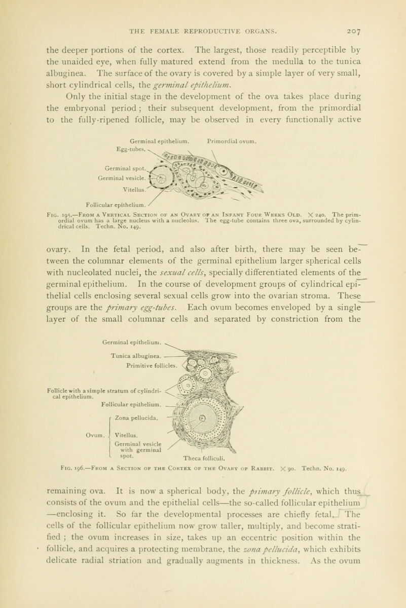 the deeper portions of the cortex. The largest, those readily perceptible by the unaided eye, when fully matured extend from the medulla to the tunica albuginea. The surface of the ovary is covered by a simple layer of very small, short cylindrical cells, X}cit germinal epithelium. Only tlie initial stage in the development of the ova takes place during the embryonal period ; their subsequent development, from the primordial to the fully-ripened follicle, may be observed in every functionally active Gerinin.1l cpiihcl Egg-tubes Germinal spot Germinal vesicle Follicular epithelium r A Vertical Section has a large nucleus wi Techn. No. 14Q. >F AH Ovary OF AN Infant Four Weeks Old. X 240. The prim- li a nucleolus. The egg-tube contains three ova, surrounded by cylin- ovary. In the fetal i)eriod, and also after birth, there may be seen be- tween the columnar elements of the germinal epithelium larger spherical cells with nucleolated nuclei, the sexual cells, specially differentiated elements of the germinal ei)ithelium. In the course of development groups of cylindrical epi- thelial cells enclosing several sexual cells grow into the ovarian stroma. These groups are the primary egg-tubes. Each ovum becomes enveloped by a single layer of the small columnar cells and separated by constriction from the Germinal epithcliuni Fig. 196 Rabbit. X 90. Techn. No. 149. remaining ova. It is now a spherical body, the piimary follicle, which thus_^ consists of the ovum and the epithelial cells—the so-called follicular epithelium —enclosing it. So far the developmental processes are chiefly fetal.. The cells of the follicular epithelium now grow taller, multiply, and become strati- fied ; the ovum increases in size, takes up an eccentric position within the follicle, and acquires a ])rotecting membrane, the zona pellucida, which exhibits delicate radial striatioii and gradually augments in thickness. .\s the ovum