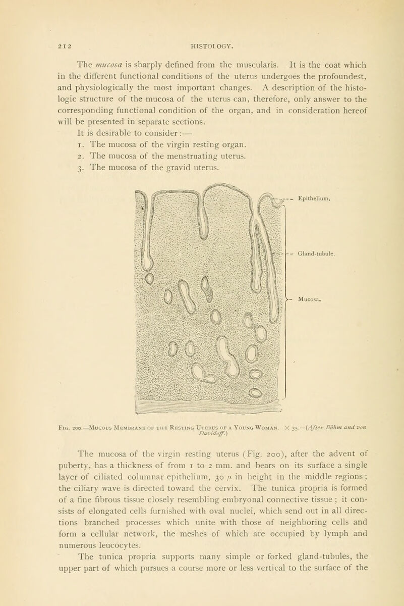 The mucosa is sharply defined from the muscularis. It is the coat which in the different functional conditions of the uterus undergoes the profoundest, and physiologically the most important changes. A description of the histo- logic structure of the mucosa of the uterus can, therefore, only answer to the corresponding functional condition of the organ, and in consideration hereof will be presented in separate sections. It is desirable to consider :— 1. The mucosa of the virgin resting organ. 2. The muco.sa of the menstruating uterus. ^. The mucosa of the erravid uterus. j» - -- Gland-lubule. L , Utekvs of a Davidoff.) X li-(A/ter Boh» The mucosa of the virgin resting uterus (Fig. 200), after the advent of puberty, has a thickness of from i to 2 mm. and bears on its surface a single layer of ciliated columnar epithelium, 30/j. in height in the middle regions; the ciliary wave is directed toward the cervix. The tunica propria is formed of a fine fibrous tissue closely resembling embryonal connective tissue; it con- sists of elongated cells furnished with oval nuclei, which send out in all direc- tions branched processes which unite with those of neighboring cells and form a cellular network, the meshes of which are occupied by lymph and numerous leucocytes. The tunica propria supports many simple or forked gland-tubules, the upper part of which pursues a course more or less vertical to the surface of the