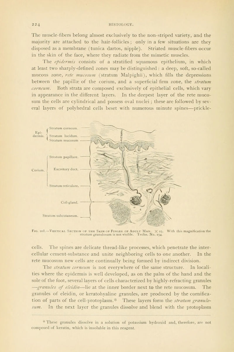 The muscle-fibers belong almost exclusively to the non-striped variety, and the majority are attached to the hair-follicles; only in a few situations are they disposed as a membrane (tunica dartos, nipple). Striated muscle-fibers occur in the skin of the face, where they radiate from the mimetic muscles. The epidermis consists of a stratified squamous epithelium, in which at least two sharply-defined zones may be distinguished : a deep, soft, so-called mucous zone, rete mucositm (stratum Malpighii), which fills the depressions between the papilla: of the corium, and a superficial firm zone, the stratum corncuin. Both strata are composed exclusively of epithelial cells, which vary in appearance in the different layers. In the deepest layer of the rete muco- sum the cells are cylindrical and possess oval nuclei; these are followed by sev- eral layers of polyhedral cells beset with numerous minute spines—prickle- r Stratum papillare Coriiim. ' Excretory duct Stratutn reticul; Stratum subcutj v^ cells. The spines are delicate thread-like processes, which penetrate the inter- cellular cement-substance and unite neighboring cells to one another. In the rete mucosum new cells are continually being formed by indirect division. The stratum corneum is not everywhere of the same structure. In locali- ties where the epidermis is well developed, as on the palm of the hand and the sole of the foot, several layers of cells characterized by highly-refracting granules —granules of eleidin—lie at the inner border next to the rete mucosum. The granules of eleidin, or keratohyaline granules, are produced by the cornifica- tion of parts of the cell-protoplasm.* These layers form the stratum granulo- sum. In the next layer the granules dissolve and blend with the protoplasm * These granules dissolve in a solution of potassium hydroxid and, therefore, are not composed of keratin, which is insolulile in tliis reagent.