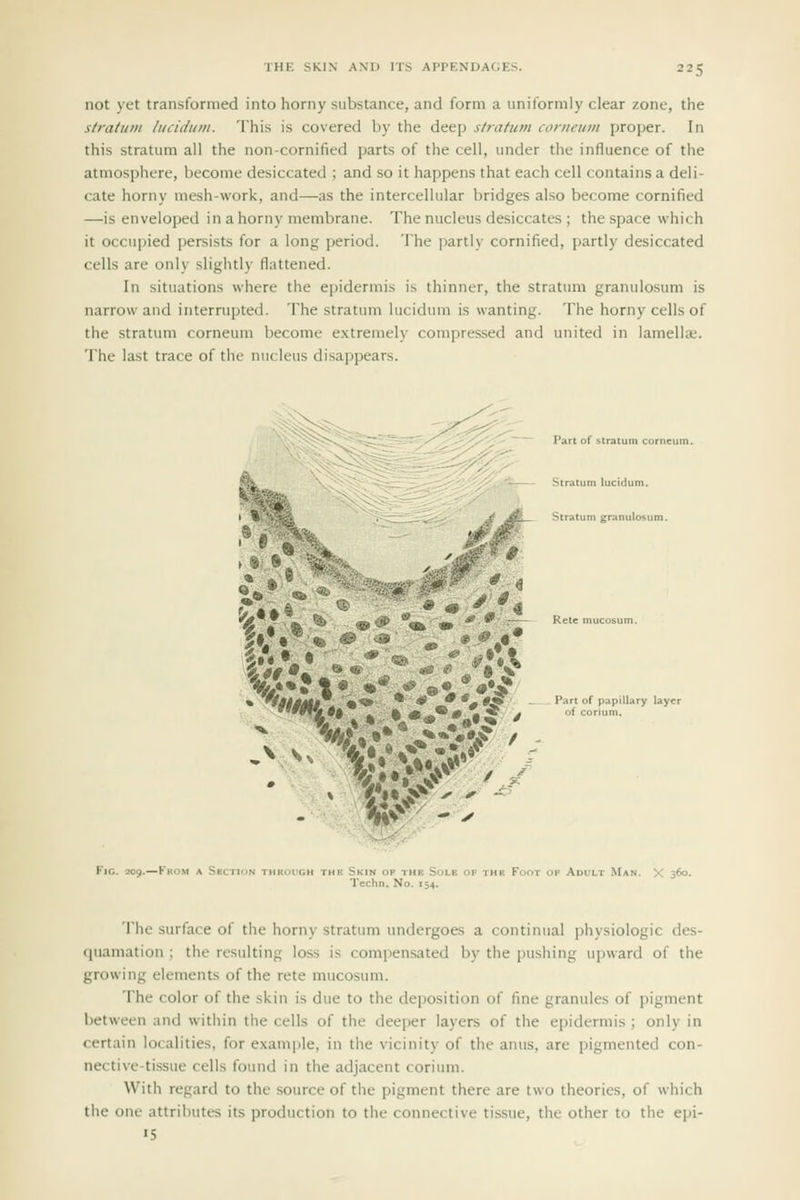 not yet transformed into horny substance, and form a uniformly clear zone, the stratum lucidiim. This is covered by the deep stratum corncum proper. In this stratum all the non-cornified parts of the cell, under the influence of the atmosphere, become desiccated ; and so it happens that each cell contains a deli- cate horny mesh-work, and—as the intercellular bridges also become cornified —is enveloped in a horny membrane. The nucleus desiccates ; the space which it occupied persists for a long period. The partl\ cornified, partly desiccated cells are only slightly flattened. In situations where the epidermis is thinner, the stratum granulosum is narrow and interrupted. The stratum lucidum is wanting. The horny cells of the stratum corneum become e.\tremely compressed and united in lamella;. The last trace of the nucleus disappears. Part of stratum corncum. m^ Stratum iucidum. \ ' -S Stratum granulosum. k 'ttlgMt\ '•■* * * _ *« *y P» of papillary layer •Va% 1A* ^r 'i'he surface of the horny stratum undergoes a continual physiologic des- quamation ; the resulting loss is compensated by the pushing upward of the growing elements of the rete mucosum. The color of the skin is due to the deposition of fine granules of pigment between and within the cells of the deeper layers of the epidermis ; only in certain localities, for example, in the vicinity of the anus, are pigmented con- nective-tissue cells found in the adjacent coriuni. With regard to the source of the pigment there are two theories, of which the one attributes its production to the connective tissue, the other to the epi- «S