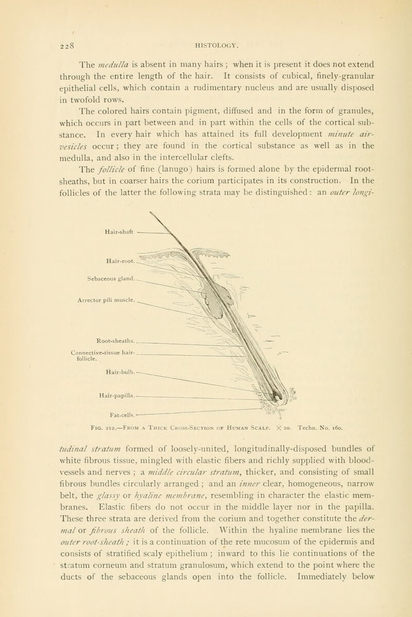 The incchtlla is absent in many hairs ; when it is present it does not extend through the entire length of the hair. It consists of cubical, finely-granular epithelial cells, which contain a nidimentary nucleus and are usually disposed in twofold rows. The colored hairs contain pigment, diffused and in the form of granules, which occurs in part between and in part within the cells of the cortical sub- stance. In every hair which has attained its full development minute air- vesicles occur; they are found in the cortical substance as well as in the medulla, and also in the intercellular clefts. The follicle of fine (lanugo) hairs is formed alone by the epidermal root- sheaths, but in coarser hairs the corium participates in its construction. In the follicles of the latter the following strata may be distinguished : an outer loiii^i- Fat-cclls Fig. 212.—From a Thick Cross-Section i Techn. No. 160. tiidinal stratum formed of loosely-united, longitudinally-disposed bundles of white fibrous tissue, mingled with elastic fibers and richly supplied with blood- vessels and nerves ; a middle circular stratum, thicker, and consisting of small fibrous bundles circularly arranged ; and an inner clear, homogeneous, narrow belt, the glassy or hyaline membrane, resembling in character the elastic mem- branes. Elastic fibers do not occur in the middle layer nor in the papilla. These three strata are derived from the corium and together constitute the der- mal <y! fibrous sheath of the follicle. Within the hyaline membrane lies the outer root-sheath ; it is a continuation of the rete mucosum of the epidermis and consists of stratified scaly epithelium ; inward to this lie continuations of the stratum corneum and stratum granulosum, which extend to the point where the ducts of the sebaceous glands open into the follicle. Immediately below