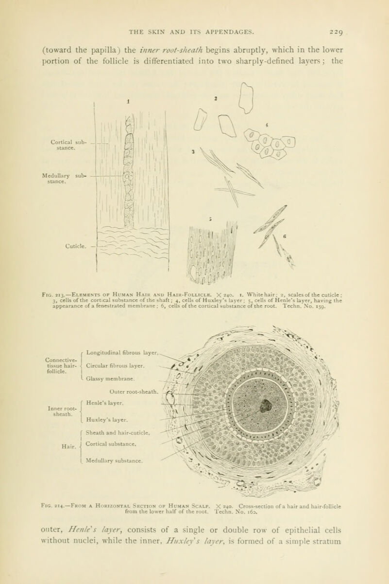 (toward the papilla) the inner root-sheath begins abruptly, which in the lower lx)rtion of the follicle is differentiated into two sharply-defined layers; the t Fig. 213.—Elements op Human Haik anu Hair-Fullicl£. X 240. i. Whitehair; 2. scalesof the cuticle: 3, cells of the cortical substance of the shaft; 4. cells of Huxley'-^ layer; 5, cells of Henle's layer, having the appearance of a fenestrated membrane : 6, cells of the cortical substance of the root. Techn. No. 159. Connective- tissue hair- follicle. Longitudinal fibrous layer. Circular fibrous layer. I Glassy membrane. Outer root-sheath. f Henle's layer. [ Huxley's layer. f Sheath and hair-cuticle. I I Cortical substance. I Mcdullarj' Substance. Vi^.-- ^'^^r^-;-- 14.—From a Hn outer, Hcnie s /oyer, consists of a single or double row of epithelial cells without nuclei, while the inner. Hiix/t-y's layer, is formed of a simple stratum