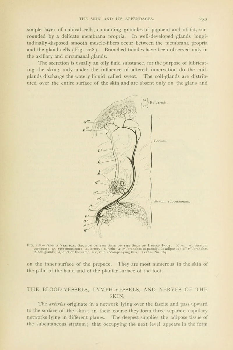 simple layer of cubical cells, containing granules of pigment and of fat, sur- rounded by a delicate membrana propria. In well-developed glands longi- tudinally-disposed smooth muscle-fibers occur between the membrana propria and the gland-cells (Fig. 208). Branched tubules have been observed only in the axillary and circumanal glands. The secretion is usually an oily fluid substance, for the purjjose of lubricat- ing the skin; only under the influence of altered innervation do the coil- glands discharge the watery liquid called sweat. The coil-glands are distrib- uted over the entire surface of the skin and are absent onlv on the glans and Fig. si8.—From a V corneum ; sg, retc mucosum 10 coil-glands ; *, duct of the Skin op the Sole op Human Foot. X 50. sc. Stratum , vein; a' 7^, branches to panniculus adiposus ; a i''\ branches accompanying this. T'cchn. No. 164. on the inner surface of the prepuce. They are most numerous in the skin of the palm of the hand and of the jilantar surface of the foot. THK BLOOD-VESSELS, LYiMPH-VESSELS, AND NERVES OF IHi: SKIN. The artei-ies originate in a network lying over the fascia; and pass upward to the surface of the skin ; in their course they form three separate capillary networks lying in different planes. The deepest supplies the adipose tissue of the subcutaneous stratum ; that occupying the next level ai)pears in the form