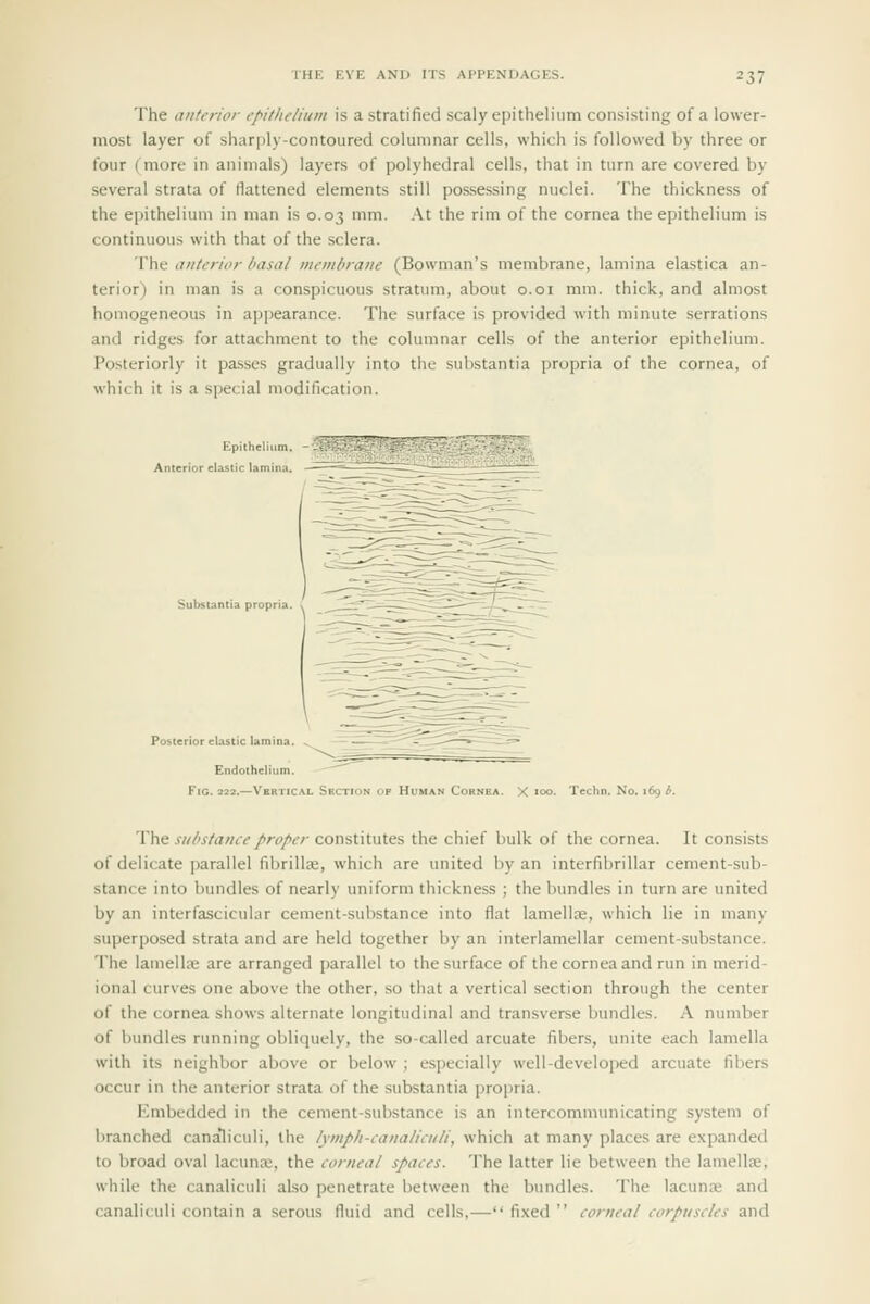 The anterior epithelium is a stratified scaly epithelium consisting of a lower- most layer of sharply-contoured columnar cells, which is followed by three or four (more in animals) layers of polyhedral cells, that in turn are covered by several strata of flattened elements still possessing nuclei. The thickness of the epithelium in man is 0.03 mm. At the rim of the cornea the epithelium is continuous with that of the sclera. The anterior basal membrane (Bowman's membrane, lamina elastica an- terior) in man is a conspicuous stratum, about o.oi mm. thick, and almost homogeneous in appearance. The surface is provided with minute serrations and ridges for attachment to the columnar cells of the anterior epithelium. Posteriorly it pa.sses gradually into the substantia propria of the cornea, of which it is a special modification. Endothelium. Fig. 222.—Vertical Section of Human Cornea. X loo. Techn. No. 169 b. The substance proper constitutes the chief bulk of the cornea. It consists of delicate parallel fibrillie, which are united by an interfibrillar cement-sub- stance into bundles of nearly uniform thickness ; the bundles in turn are united by an interfascicular cement-substance into flat lamellae, which lie in many superposed strata and are held together by an interlamellar cement-substance. The lamellre are arranged parallel to the surface of the cornea and run in merid- ional curves one above the other, so that a vertical section through the center of the cornea shows alternate longitudinal and transverse bundles. A number of bundles running obliquely, the so-called arcuate fibers, unite each lamella with its neighbor above or below ; especially well-developed arcuate fibers occur in the anterior strata of the substantia propria. Embedded in the cement-substance is an intercommunicating system of branched cana*liculi, the lymph-canaliculi, which at many places are expanded to broad oval lacuna:, the corneal spaces. The latter lie between the lamellae, while the canaliculi al.so penetrate between the bundles. The lacunre and canali<uli contain a serous fluid and cells,— fixed  corneal corpuscles and