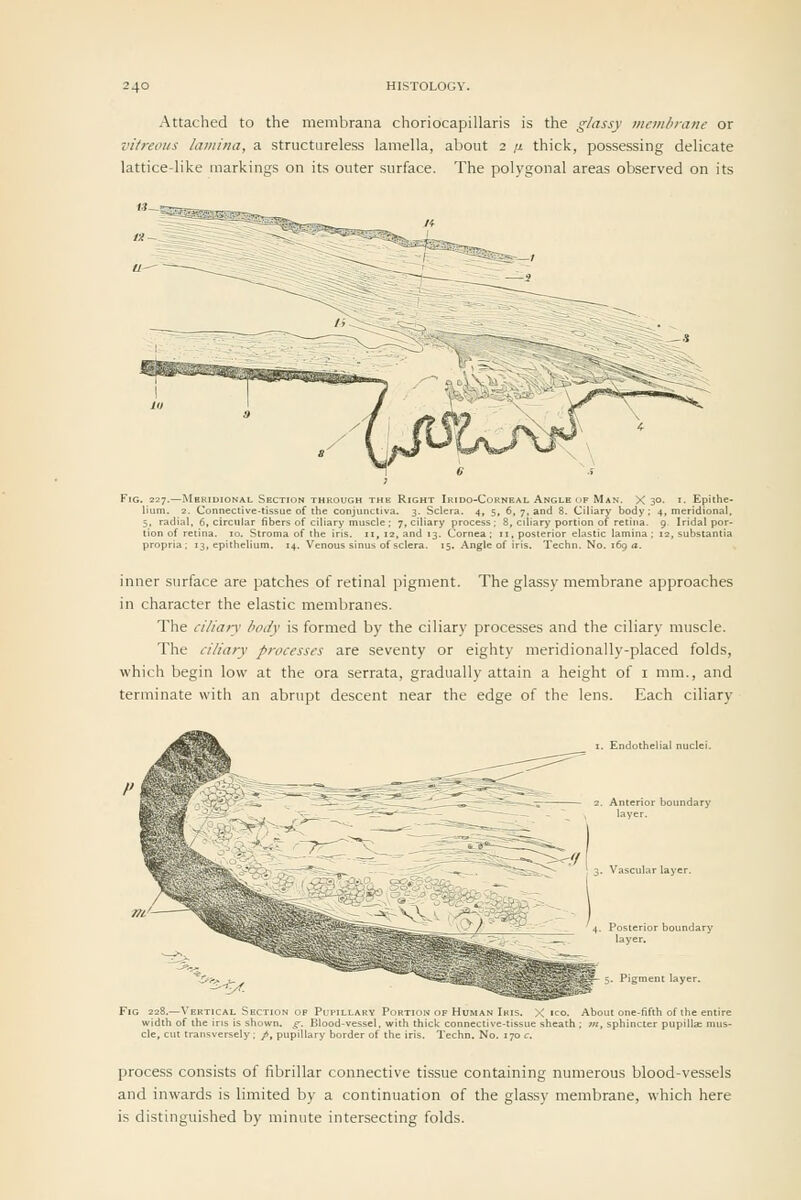 Attached to the membrana choriocapillaris is the ^^/assy mcmluane or vitreous lamina, a structureless lamella, about 2 n thick, possessing delicate lattice-like markings on its outer surface. The polygonal areas observed on its 2. Connective-tissue of the conjunct al, 6, circular fibers of ciliary muscl retina. lo. Stroma of tiie iris, ii, I; 13, epithelium. 14. Venous sinus NGLH OF Man. X 30. I. Epithe- :lera. 4, 5, 6, 7, and 8. Ciliary body; 4, meridional, y process; 8, ciliary portion of retina. 9 Iridal por- . Cornea; 11, posterior elastic lamina; 12, substantia 15. .\ngle of iris. Techn. No. 169 a. inner surface are patches of retinal pigment. The glassy membrane approaches in character the elastic membranes. The ciliary body is formed by the ciliary processes and the ciliary muscle. The ciliary processes are seventy or eighty meridionally-placed folds, which begin low at the ora serrata, gradually attain a height of i mm., and terminate with an abrupt descent near the edge of the lens. Each ciliary S-iTyf, Endothelial nucle 3. Vascular layc Posterior boundary layer. Fig 228.—Vertical Section op Puhillakv 1'..„ti..w ..f Human Ikis, , ico. About one-fifth of the width of the ins is shown, g. Blood-vessel, vifith thiclc connective-tissue sheath ; lit, sphincter pupillse cle, cut transversely ; p^ pupillary border of the iris. Techn. No. 170 c. process consists of fibrillar connective tissue containing numerous blood-vessels and inwards is limited by a continuation of the glassy membrane, which here is distinguished by minute intersecting folds.