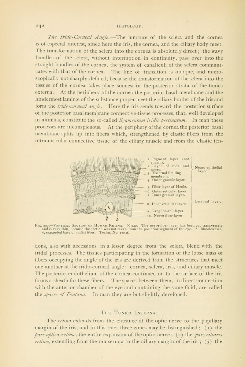 The Iricio-Corneal Angle.—The juncture of the sclera and the cornea is of especial interest, since here the iris, the cornea, and the ciliary body meet. The transformation of the sclera into the cornea is absolutely direct; the wavy bundles of the sclera, without interruption in continuity, pass over into the straight bundles of the cornea, the system of canaliculi of the sclera communi- cates with that of the cornea. The line of transition is oblique, and micro- scoi)ically not sharply defined, because the transformation of the sclera into the tissues of the cornea takes place soonest in the posterior strata of the tunica externa. At the periphery of the cornea the posterior basal membrane and the hindermost laminse of the substance proper meet the ciliary border of the iris and form the irido-cortieal angle. Here the iris sends toward the posterior surface of the posterior basal membrane connective-tissue processes, that, well developed in animals, constitute the so-called ligamentum iridis pectinatiim. In man these processes are inconspicuous. At the periphery of the cornea the posterior basal membrane splits up into fibers which, strengthened by elastic fibers from the intramuscular connective tissue of the ciliarv muscle and from the elastic ten- 11 layer, fiber layer. Fig. Z2Q.—Vertical Section of Human Retina. X 240. The nerve-fiber layer has been cut transversely ana is very thin, because the section was not taken from the posterior segment of the eye. b. Blood-vessel; k^ expanded base of radial fiber. I'echn. No. 170 d. dons, also with accessions in a lesser degree from the sclera, blend with the iridal processes. The tissues participating in the formation of the loose mass of fibers occupying the angle of the iris are derived from the structures that meet one another at the irido-corneal angle : cornea, sclera, iris, and ciliary muscle. The posterior endothelium of the cornea continued on to the surface of the iris forms a sheath for these fibers. The spaces between them, in direct connection with the anterior chamber of the eye and containing the same fluid, are called the spaces of Foutana. In man they are but slightly developed. The Tunica Interna. The retina extends from the entrance of the optic nerve to the pupillary margin of the iris, and in this tract three zones may be distinguished : (i) the pars optica retince, the entire expansion of the optic nerve ; (2) the pars ciliaris retince, extending from the ora serrata to the ciliary margin of the iris ; (3) the