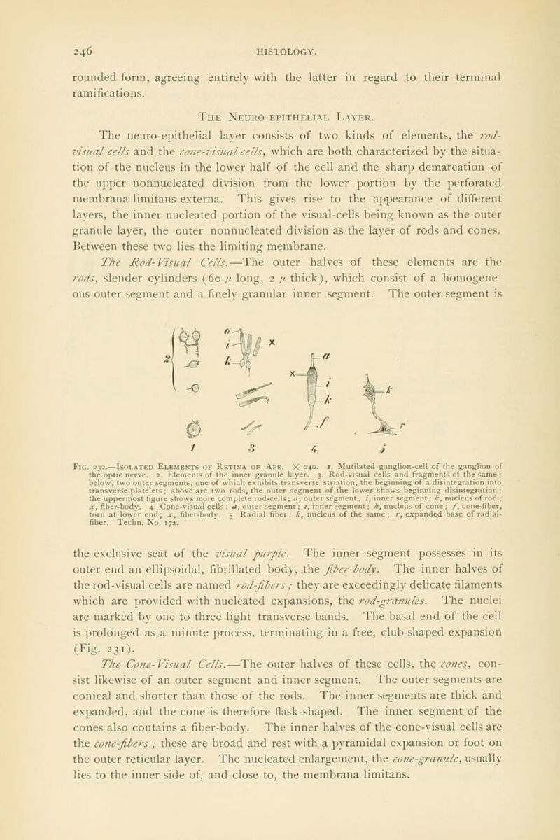 rounded form, agreeing entirely with the latter in regard to their terminal ramifications. The Neuro-epithelial L.-wer. The neuro-epithelial layer consists of two kinds of elements, the rod- visual cells and the cone-visual cells, which are both characterized by the situa- tion of the nucleus in the lower half of the cell and the sharp demarcation of the upper nonnucleated division from the lower portion by the perforated membrana liraitans externa. This gives rise to the appearance of different layers, the inner nucleated portion of the visual-cells being known as the outer granule layer, the outer nonnucleated division as the layer of rods and cones. Between these two lies the limiting membrane. The Rod-Visual Cells.—The outer halves of these elements are the rods, slender cylinders (60 // long, 2 ti. thick), which consist of a homogene- ous outer segment and a finely-granular inner segment. The outer segment is 2{ ^ %-< ■1O 0 Fig. 232.—Isolated Elements of Retina of Ape. X 240. ■■ Mutilated ganglion-ccU of the ganglion of the optic nerve. 2. Elements of the inner granule layer. 3. Rod-visual cells and fragments of the same ; below, two outer segments, one of which exhibits transverse striation, the beginning of a disintegration inio transverse platelets ; above are two rods, the outer segment of the lower shows beginning disintegration ; the uppermost figure shows more complete rod-cells; a, outer segment. /, inner segment; k, nucleus of rod ; J-, fiber-body. 4. Cone-visual cells ; </, outer seement; i, inner segment; k, nucleus of cone : y, cone-fiber, torn at lower end; .r, fiber-body. 5. Radial fiber; /.-, nucleus of the same; r, expanded base of radial- fiber. Techn. No. 172. the exclusive seat of the visual purple. The inner segment possesses in its outer end an ellipsoidal, fibrillated body, the fiber-body. The inner halves of the rod-visual cells are named rod-fibers ; they are exceedingly delicate filaments which are provided with nucleated expansions, the rod-granules. The nuclei are marked by one to three light transverse bands. The basal end of the cell is prolonged as a minute process, terminating in a free, club-shaped expansion (Fig. 231). The Cone-Visual Cells.—The outer halves of these cells, the cones, con- sist likewise of an outer segment and inner segment. The outer segments are conical and shorter than those of the rods. The inner segments are thick and expanded, and the cone is therefore flask-shaped. The inner segment of the cones also contains a fiber-body. The inner halves of the cone-visual cells are the cone-fibers ; these are broad and rest with a pyramidal expansion or foot on the outer reticular layer. The nucleated enlargement, the cone-granule, usually lies to the inner side of, and close to, the membrana limitans.