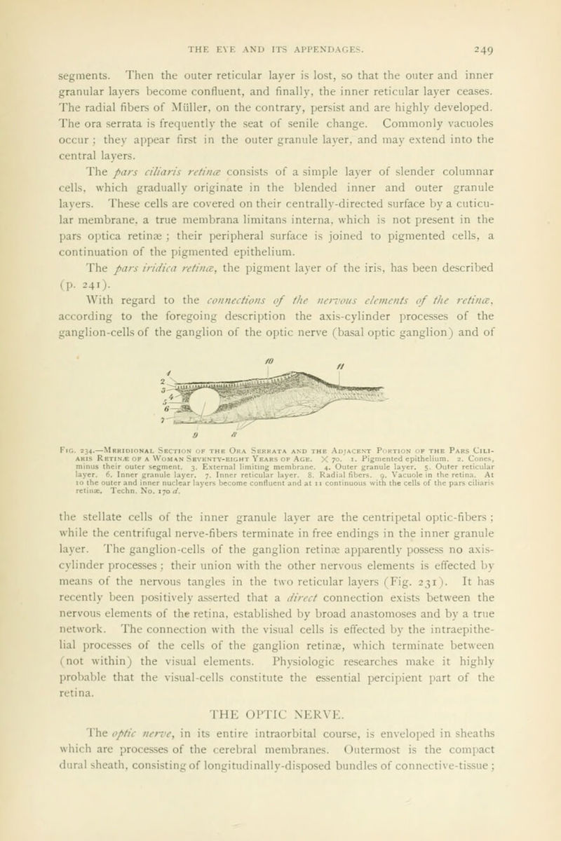 segments. Then the outer reticular layer is lost, so that the outer and inner granular layers become confluent, and finally, the inner reticular layer ceases. The radial fibers of Miiller, on the contrary, persist and are highly developed. The ora serrata is frequently the seat of senile change. Commonly vacuoles occur; they appear first in the outer granule layer, and may extend into the central layers. The pars ciliaris retina consists of a simple layer of slender columnar cells, which gradually originate in the blended inner and outer granule layers. These cells are covered on their centrally-directed surface by a cuticu- lar membrane, a true menibrana limitans interna, which is not present in the pars optica retina ; their peripheral surface is joined to pigmented cells, a continuation of the pigmented epithelium. The pars iridica retina:, the jjigment layer of the iris, has been described (p. 241). With regard to the connections of the nenw/s elements of the retina. according to the foregoing de.scription the axis-cylinder processes of the ganglion-cells of the ganglion of the ojjtic nerve (basal optic ganglion) and of Fig. 234.—Mrkidional Section of thb Ora Sbkkata and the Adiacent Portion of the Pars Cili- aris Retin* op a Woman Sbvkntv-eight Years of Age. X 70. I. Pigmented epithelium. 2. Cones, minus their outer segment. 3. External limiting membrane. 4. Outer granule layer. 5. Outer reticular layer. 6. Inner gr.inulc layer. 7. Inner reticular layer. 8. Radial fibers. 9. Vacuole in the retina. At 10 the outer and inner nuclear layers become contluent and at 11 continuous with the cells of the pars ciliaris retinje, Techn. No. 170*/. the Stellate cells of the inner granule layer are the centripetal optic-fibers ; while the centrifugal nerve-fibers terminate in free endings in the inner granule layer. The ganglion-cells of the ganglion retinje apparently possess no axis- cylinder processes; their union with the other nervous elements is effected by means of the nervous tangles in the two reticular layers (Fig. 231). It has recently been positively asserted that a direct connection exists between the nervous elements of the retina, established by broad anastomoses and by a true network. The connection with the visual cells is effected by the intraepithe- lial processes of the cells of the ganglion retinae, which terminate between (not within) the visual elements. Physiologic researches make it highly probable that the visual-cells constitute the essential percipient part of the retina. THE OPTIC NERVE. The optic nerre, in its entire intraorbital course, is enveloped in sheaths which are processes of the cerebral membranes. Outermost is the compact dural sheath, consisting of longitudinally-disposed bundles of connective-tissue;