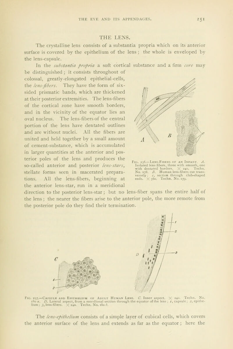 THE LENS. The crystalline lens consists of a substantia propria which on its anterior surface is covered by the epithelium of the lens ; the whole is enveloped by the lens-capsule. In the substantia pi-opria a soft cortical substance and a firm core may be distinguished ; it consists throughout of colossal, greatly-elongated epithelial-cells, the li'iis-fibcrs. They have the form of six- sided prismatic bands, which are thickened at their posterior extremities. The lens-fibers of the cortical zone have smooth borders, and in the vicinity of the equator lies an oval nucleus. The lens-fibers of the central portion of the lens have dentated outlines and are without nuclei. .\11 the fibers are united and held together by a small amount of cement-substance, which is accumulated in larger quantities at the anterior and pos- terior poles of the lens and produces the so-called anterior and posterior lens-stars, stellate forms seen in macerated prepara- tions. All the lens-fibers, beginning at the anterior lens-star, run in a meridional direction to the posterior lens-star; but no lens-fiber spans the entire half of the lens ; the nearer the fibers arise to the anterior pole, the more remote from the posterior pole do they find their termination. IG. 236.-LENS-F1BEKS OF AN Ivp ANT. A. Isolated lens-fibers, thi ree with sm 00th, one with dcnt.ttcd border? ■■■ X 240. Tcchn. No. 178. B. Human lens-fibers cut irans- versely; f, section through club-shaped ends. X 560. TechD. No. 179. ;. 337.—Capsulr and Epithblii'M op Adult Human Lbns. C Inner aspect. 180 a. D. Lateral aspect, from a meridional section through the equator of the lens Hum : 3, lens-fibers. X 240. Techn. No. 180 d. X 240. Techn, No /, capsule : 2, epithe The leiis-epitlieliiiiii consists of a simple layer of cubical cells, which covers the anterior surface of the lens and extends as far as the equator ; here the