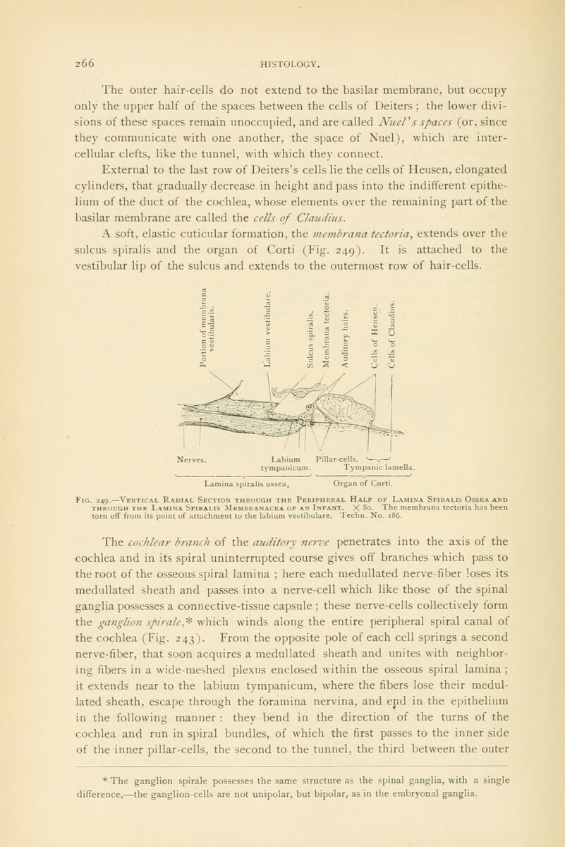 The outer hair-cells do not extend to the basilar membrane, but occupy only the upper half of the spaces between the cells of Deiters; the lower divi- sions of these spaces remain unoccupied, and are called NueVs spaces (or, since they communicate with one another, the space of Nuel), which are inter- cellular clefts, like the tunnel, with which they connect. External to the last row of Deiters's cells lie the cells of Heusen, elongated cylinders, that gradually decrease in height and pass into the indifferent epithe- lium of the duct of the cochlea, whose elements over the remaining part of the basilar membrane are called the cells of Claudius. A soft, elastic cuticular formation, the mem/irana tectoria, extends over the sulcus spiralis and the organ of Corti (Fig. 249). It is attached to the vestibular lip of the sulcus and extends to the outermost row of hair-cells. The cochlear hninch of the auditory neife penetrates into the axis of the cochlea and in its spiral uninterrupted course gives off branches which pass to the root of the osseous spiral lamina ; here each medullated nerve-fiber loses its medullated sheath and passes into a nerve-cell which like those of the spinal ganglia possesses a connective-tissue capsule ; these nerve-cells collectively form the ganglion spirale,* which winds along the entire peripheral spiral canal of the cochlea (Fig. 243). From the opposite pole of each cell springs a second nerve-fiber, that soon acquires a medullated sheath and unites with neighbor- ing fibers in a wide-meshed plexus enclosed within the osseous spiral lamina ; it extends near to the labium tympanicum, where the fibers lose their medul- lated sheath, escape through the foramina nervina, and end in the epithelium in the following manner : they bend in the direction of the turns of the cochlea and run in spiral bundles, of which the first passes to the inner side of the inner pillar-cells, the second to the tunnel, the third between the outer * The ganglion spirale possesses the same structure as the spinal ganglia, with a single difference,—the ganglion-cells are not unipolar, but bipolar, as in the embryonal ganglia.