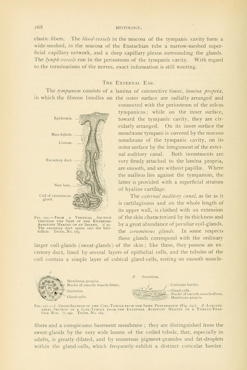 elastic fibers. The /'lood-vesse/s in the mucosa of the tympanic cavit)' form a wide-meshed, in the mucosa of the Eustachian tube a narrow-meshed super- ficial capillary network, and a deep capillary plexus surrounding the glands. The lymph-vessels run in the periosteum of the tympanic cavity. With regard to the terminations of the nerves, exact information is still wanting. Excretorj duct The External E.ar. The tympanum consists of a lamina of connective tissue, lamina propria, in which the fibrous bundles on the outer surface are radially arranged and connected with the periosteum of the sulcus tympanicus; while on the inner surface, toward the tympanic cavity, they are cir- cularly arranged. On its inner surface the membrane tympani is covered by the mucous membrane of the tympanic cavity, on its outer surface by the integument of the exter- nal auditory canal. Both investments are very firmly attached to the lamina propria, are smooth, and are without papillae. Where the malleus lies against the tympanum, the latter is provided with a superficial stratum of hyaline cartilage. The external auiUfojy canal, as far as it is cartilaginous and on the whole length of its upper wall, is clothed with an extension of the skin characterized by its thickness and by a great abundance of peculiar coil-glands, the cerinninous glands. In some respects these glands correspond with the ordinary larger coil-glands (sweat-glands) of the skin ; like these, they possess an ex- cretory duct, lined by several layers of epithelial cells, and the tubules of the coil contain a simple layer of cubical gland-cells, resting on smooth muscle- 250.— From a Vertical Section B Skin of the External Auditory Meatus of an Infant. X 50' The excretory duct opens into the hair- follicle. Techn. No. 189. ■Section op the Coil-Tubulk from of a COIL-TUBULE FROM THE EXTER X 240. Techn. No. 189. Cuticular border. Gland-cells. Nuclei of smooth i Membrana propri; fibers and a conspicuous basement membrane ; they are distinguished from the sweat-glands by the very wide lumen of the coiled tubule, that, especially in adults, is greatly dilated, and by numerous pigment-granules and fat-droplets within the gland-cells, which frequently exhibit a distinct cuticular border.