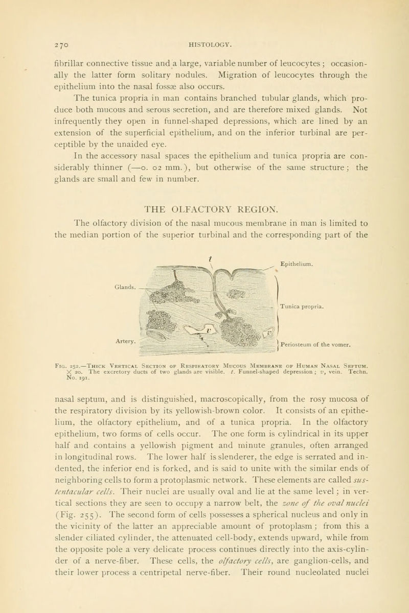 fibrillar connective tissue and a large, variable number of leucocytes ; occasion- ally the latter form solitary nodules. Migration of leucocytes through the epithelium into the nasal fossse also occurs. The tunica propria in man contains branched tubular glands, which pro- duce both mucous and serous secretion, and are therefore mixed glands. Not infrequently they open in funnel-shaped depressions, which are lined by an extension of the superficial epithelium, and on the inferior turbinal are per- ceptible by the unaided eye. In the accessory nasal spaces the epithelium and tunica propria are con- siderably thinner (—o. 02 mm.), but otherwise of the same structure; the glands are small and few in number. THE OLFACTORY REGION. The olfactory division of the nasal mucous membrane in man is limited to the median portion of the superior turbinal and the corresponding part of the Fig. 252.—Thick Vertical Section of Respiratory Mucous M X 20. The excretory ducts of two glands are visible. /. Funnel-shaped depl No. 191. nasal septum, and is distinguished, macroscopically, from the rosy mucosa of the respiratory division by its yellowish-brown color. It consists of an epithe- lium, the olfactory epithelium, and of a tunica propria. In the olfactory epithelium, two forms of cells occur. The one form is cylindrical in its upper half and contains a yellowish pigment and minute granules, often arranged in longitudinal rows. The lower half is slenderer, the edge is serrated and in- dented, the inferior end is forked, and is said to unite with the similar ends of neighboring cells to form a protoplasmic network. These elements are called si/s- tentacular cells. Their nuclei are usually oval and lie at the same level; in ver- tical sections they are seen to occupy a narrow belt, the zoiie of the oval nuclei (Fig. 255). The second form of cells possesses a spherical nucleus and only in the vicinity of the latter an appreciable amount of protoplasm; from this a slender ciliated cylinder, the attenuated cell-body, extends upward, while from the opposite pole a very delicate process continues directly into the axis-cylin- der of a nerve-fiber. These cells, the olfactory cells, are ganglion-cells, and their louer i)rocess a centripetal nerve-fiber. Their round nucleolated nuclei