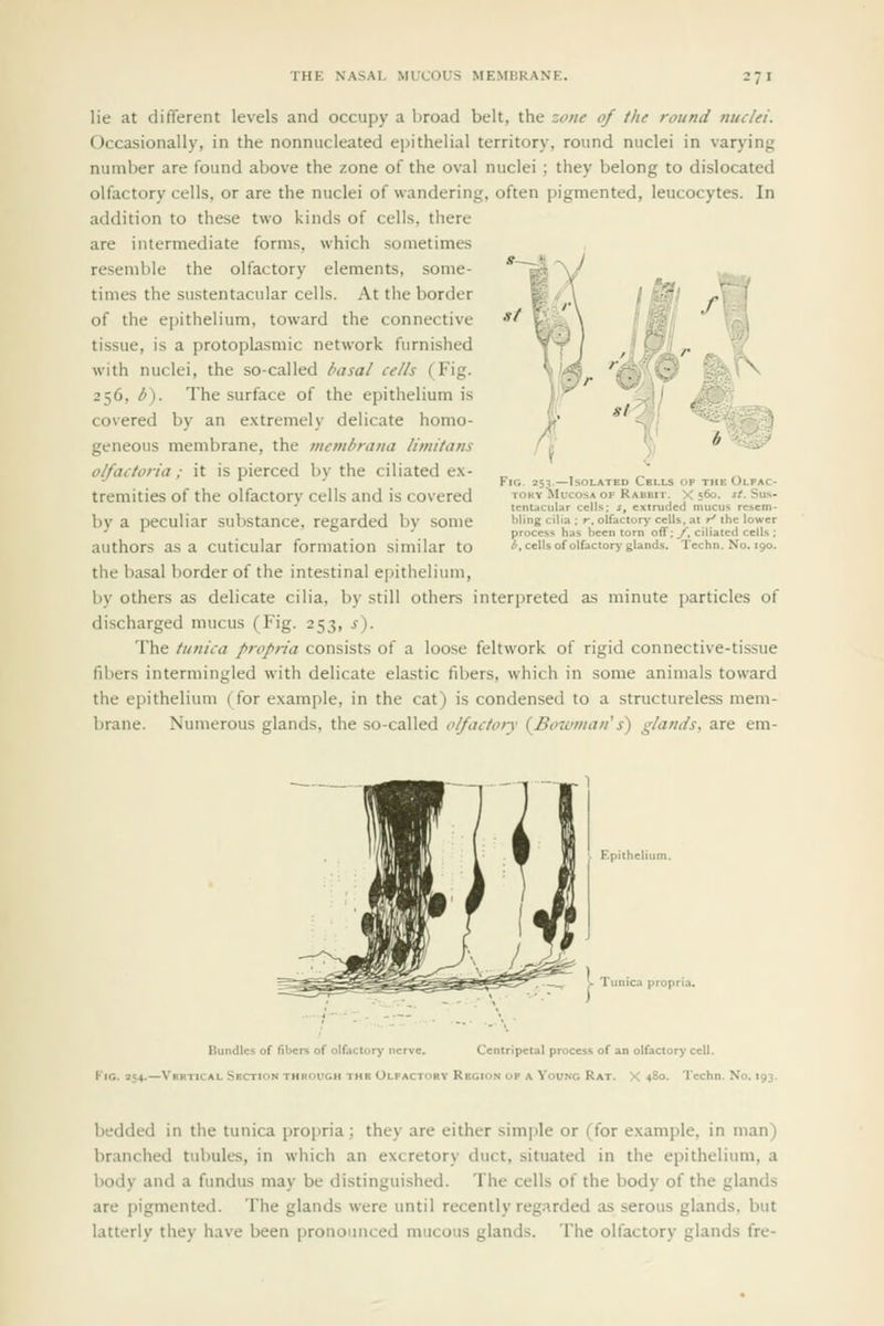 lie at different levels and occupy a broad belt, the zone of the round nuclei. Occasionally, in the nonnucleated ei)ithelial territory, round nuclei in varying number are found above the zone of the oval nuclei ; they belong to dislocated olfactory cells, or are the nuclei of wandering, often pigmented, leucocytes. In addition to these two kinds of cells, there are intermediate forms, which sometimes resemble the olfactory elements, some- times the sustentacular cells. At the border of the epithelium, toward the connective tissue, is a protoplasmic network furnished with nuclei, the so-called basal cells (Fig. 256, ^). The surface of the epithelium is covered by an extremely delicate homo- geneous membrane, the membrana litnitans olfactoria; it is pierced by the ciliated ex- tremities of the olfactory cells and is covered by a peculiar substance, regarded by some authors as a cuticular formation similar to the basal border of the intestinal epithelium, by others as delicate cilia, by still others interpreted as minute jiarticles of discharged mucus (Fig. 253, s). The tunica propria consists of a loose feltwork of rigid connective-tissue fibers intermingled with delicate elastic fibers, which in some animals toward the epithelium (for example, in the cat) is condensed to a structureless mem- brane. Numerous glands, the so-called olfactory (^Bowman's) glands, are em- 53,—Isolated Cblls of the Olpac- ^ Mucosa of Rabbit. X 560. st. Sus- tenucttU bling ( . . process has been torn oflf;y. 1 ^, cells of olfactorj'glands. . olfactory' < r' the lower ilialcd cells ; :hn. No. 190. Bundles of fibers of olfactory nerve. KiG. 354.—Vrrtical Section thkough the Olfactory Re ripetal process of an olfactorj' cell. 3F A Vouxc Rat. X 480. lechn. No. 193. bedded in the tunica propria; they are either sim|)le or (for example, in man) branched tubules, in which an excretory duct, situated in the epithelium, a body and a fundus may be distinguished. The cells of the body of the glands are pigmented. The glands were until recently regarded as serous glands, but latterly they have been pronounced mucous glands. The olfactory glands fre-