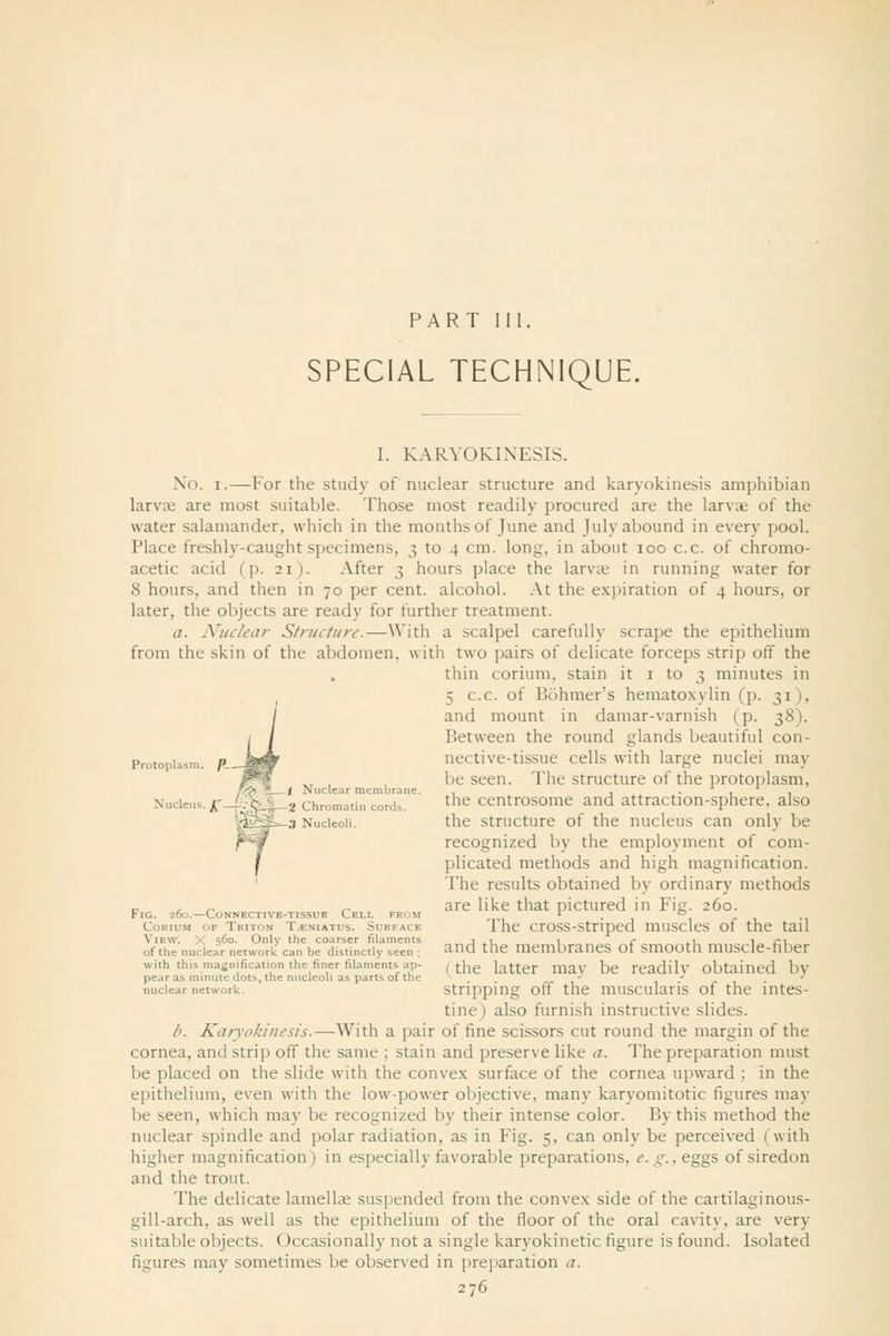 PART 111. SPECIAL TECHNIQUE. Protopla Nucleus. );—:. t Nuclear membrai 2 Chromatin cords. 3 Nucleoli. I. KARYOKINESIS. Xo. I.—For the study of nuclear structure and karyokinesis amphibian larvK are most suitable. Those most readily procured are the larvae of the water salamander, which in the months of June and July abound in every pool. Place freshly-caught specimens, 3 to 4 cm. long, in about 100 c.c. of chromo- acetic acid (p. 21). After 3 hours place the larvae in running water for 8 hours, and then in 70 per cent, alcohol. At the expiration of 4 hours, or later, the objects are ready for further treatment. a. Nuclear Stnicttirc.—With a scalpel carefully scrape the epithelium from the skin of the abdomen, with two pairs of delicate forceps strip off the thin corium, stain it i to 3 minutes in , 5 c.c. of Bohmer's hematoxylin (p. 31), and mount in damar-varnish (p. 38). Between the round glands beautiful con- nective-tissue cells with large nuclei may be seen. The structure of the protoplasm, the centrosome and attraction-sphere, also the structure of the nucleus can only be recognized by the employment of com- plicated methods and high magnification. The results obtained by ordinary methods are like that pictured in Fig. 260. The cross-striped muscles of the tail and the membranes of smooth muscle-fiber (the latter may be readily obtained by stripping off the muscularis of the intes- tine) also furnish instructive slides. b. Kaiyokinesis.—With a pair of fine scissors cut round the margin of the cornea, and strip off the same ; stain and preserve like a. The preparation must be placed on the slide with the convex surface of the cornea upward ; in the epithelium, even with the low-power objective, many karyomitotic figures may be seen, which may be recognized by their intense color. By this method the nuclear spindle and polar radiation, as in Fig. 5, can only be perceived (with higher magnification) in especially favorable preparations, e. g., eggs of siredon and the trout. The delicate lamellae suspended from the convex side of the cartilaginous- gill-arch, as well as the epithelium of the floor of the oral cavity, are very suitable objects. Occasionally not a single karyokinetic figure is found. Isolated figures may sometimes be observed in preparation a. 276 Fig. 260.—Connective-tissue Cell from Corium of Triton T-^niatus. Surface View. X 560. Only the coarser filaments of the nuclear network can be distinctly seen : with this magnification the finer filaments ap- pear as minnie dots, the niicleoH as parts of the nuclear network.