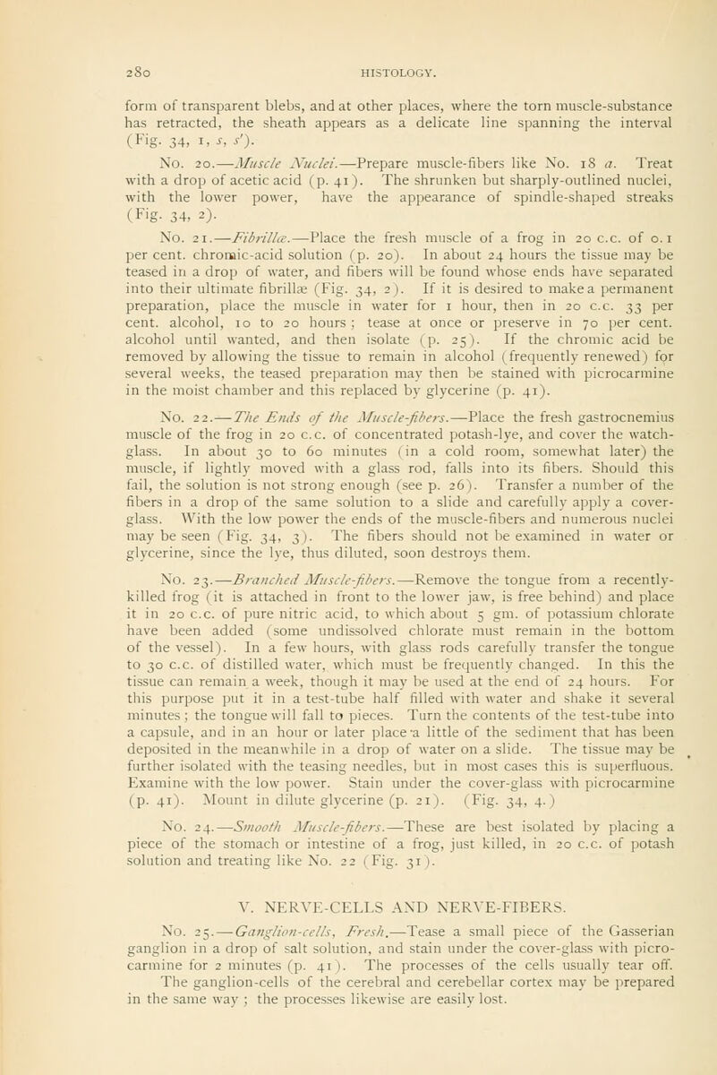 form of transparent blebs, and at other places, where the torn muscle-substance has retracted, the sheath appears as a delicate line spanning the interval (Fig. 34, I, s, s'). No. 20.—Muscle Nuclei.—Prepare muscle-fibers like Xo. iS a. Treat with a drop of acetic acid (p. 41). The shrunken but sharply-outlined nuclei, with the lower power, have the appearance of spindle-shaped streaks (Fig. 34, 2). No. 21.—Fibrilla.—Place the fresh muscle of a frog in 20 c.c. of o. i per cent, chronaic-acid solution (p. 20). In about 24 hours the tissue may be teased in a drop of water, and fibers will be found whose ends have separated into their ultimate fibrillffi (Fig. 34, 2 ). If it is desired to make a permanent preparation, place the muscle in water for i hour, then in 20 c.c. 33 per cent, alcohol, 10 to 20 hours ; tease at once or preserve in 70 per cent, alcohol until wanted, and then isolate (p. 25). If the chromic acid be removed by allowing the tissue to remain in alcohol (frequently renewed) for several weeks, the teased preparation may then be stained with picrocarmine in the moist chamber and this replaced by glycerine (p. 41). No. 22.—The Ends of the Muscle-Ji/>e?-s.—Place the fresh gastrocnemius muscle of the frog in 20 c.c. of concentrated potash-lye, and cover the watch- glass. In about 30 to 60 minutes (in a cold room, somewhat later) the muscle, if lightly moved with a glass rod, falls into its fibers. Should this fail, the solution is not strong enough (see p. 26). Transfer a number of the fibers in a drop of the same solution to a slide and carefully apply a cover- glass. With the low power the ends of the muscle-fibers and numerous nuclei may be seen (Fig. 34, 3). The fibers should not be examined in water or glycerine, since the lye, thus diluted, soon destroys them. No. 23.—Branched Muscle-fibers.—Remove the tongue from a recently- killed frog (it is attached in front to the lower jaw, is free behind) and place it in 20 c.c. of pure nitric acid, to which about 5 gm. of ])otassium chlorate have been added (some undissolved chlorate must remain in the bottom of the vessel). In a few hours, with glass rods carefully transfer the tongue to 30 c.c. of distilled water, which must be frequently changed. In this the tissue can remain a week, though it may be used at the end of 24 hours. For this purpose put it in a test-tube half filled with water and shake it several minutes ; the tongue will fall to pieces. Turn the contents of tlie test-tube into a capsule, and in an hour or later place-a little of the sediment that has been deposited in the meanwhile in a drop of water on a slide. The tissue may be further isolated with the teasing needles, but in most cases this is superfluous. Examine with the low power. Stain under the cover-glass with picrocarmine (p. 41). Mount in dilute glycerine (p. 21). (Fig. 34, 4.) No. 24.—Smooth Musclefibers.—These are best isolated by placing a piece of the stomach or intestine of a frog, just killed, in 20 c.c. of potash solution and treating like No. 22 (Fig. 31). V. NERVE-CELLS AND NERVE-FIBERS. No. 25. — Ganglion-cells, Fresh.—Tease a small piece of the Gasserian ganglion in a drop of salt solution, and stain under the cover-glass with picro- carmine for 2 minutes (p. 41). The processes of the cells usually tear off. The ganglion-cells of the cerebral and cerebellar cortex may be prepared in the same way ; the processes likewise are easily lost.