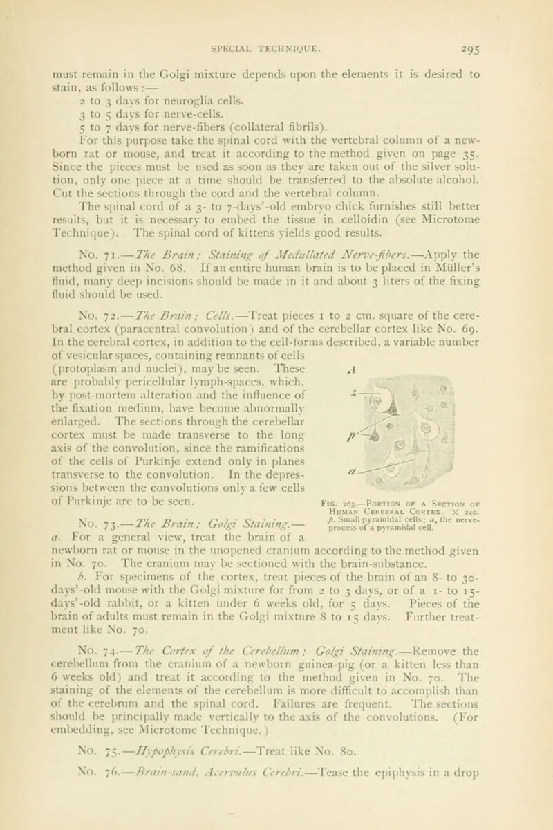 must remain in the Golgi mixture depends upon the elements it is desired to stain, as follows: — 2 to 3 days for neuroglia cells. 3 to 5 days for nerve-cells. 5 to 7 days for nerve-fibers (collateral fibrils). For this purpose take the spinal cord with the vertebral column of a new- born rat or mouse, and treat it according to the method given on page 35. Since the pieces must be used as soon as they are taken out of the silver solu- tion, only one piece at a time should be transferred to the absolute alcohol. Cut the sections through the cord and the vertebral column. The spinal cord of a 3- to 7-days'-old embryo chick furnishes still better results, but it is necessary to embed the tissue in celloidin (see Microtome Technique). The spinal cord of kittens yields good results. No. 71. — The Brain; Staining of Medullated Ner-i'e-fibers.—Apply the method given in No. 6S. If an entire human brain is to be placed in Miiller's fluid, many deep incisions should be made in it and about 3 liters of the fixing fluid should be used. No. 72. — The Brain ; Cells.—Treat pieces i to 2 cm. square of the cere- bral cortex (paracentral convolution) and of the cerebellar cortex like No. 69. In the cerebral cortex, in addition to the cell-forms described, a variable number of vesicular spaces, containing remnants of cells (protoplasm and nuclei), may be seen. Tliese .1 are probably pericellular lymph-spaces, which, by ])Ost-morteui alteration and the intluencc of ^^ the fixation medium, have become abnormally _i. enlarged. The sections through the cerebellar ^^ cortex must be made transverse to the long fl & axis of the convolution, since the ramifications of the cells of Purkinje extend only in j)lanes transverse to the convolution. In the dejjres- '''^''1 - sions between the convolutions only a few cells of Purkinje are to be seen. Fic. 363.-P0KT10N op * Section of Human Cfkebral Cortex. X 240. No. ^i.-The Brain: Golgi Staining.- ^•.c'cTsfora'pJrfJidSl'Uu'''''''  a. I'or a general view, treat the brain of a newborn rat or mouse in the unopened cranium according to the method given in No. 70. The cranium may be sectioned with the brain-substance. l>. For specimens of the cortex, treat pieces of the brain of an 8- to 30- days'-old mouse with the Golgi mixture for from 2 to 3 days, or of a i- to 15- days'-old rabbit, or a kitten under 6 weeks old, for 5 days. Pieces of the brain of adults must remain in the Golgi mixture S to 15 days. Further treat- ment like No. 70. No. 74.—The Cortex 0/ the CereMli/m ; Golgi Staining.—Remove the cerebellum from the cranium of a newborn guinea-pig (or a kitten less than 6 weeks old) and treat it according to the method given in No. 70. The staining of the elements of the cerebellum is more difficult to accomplish than of the cerebrum and the spinal cord. Failures are frequent. The sections shotild he princijwlly made vertically to the axis of the convolutions. (For embedding, see Microtome Technique.) -^'^- 75-—Hypophysis Cerebri.—Treat like No. 80. No. 76.—Brain-sand, AeerTiiliis Cerebri.—Tease the epiphysis in a drop