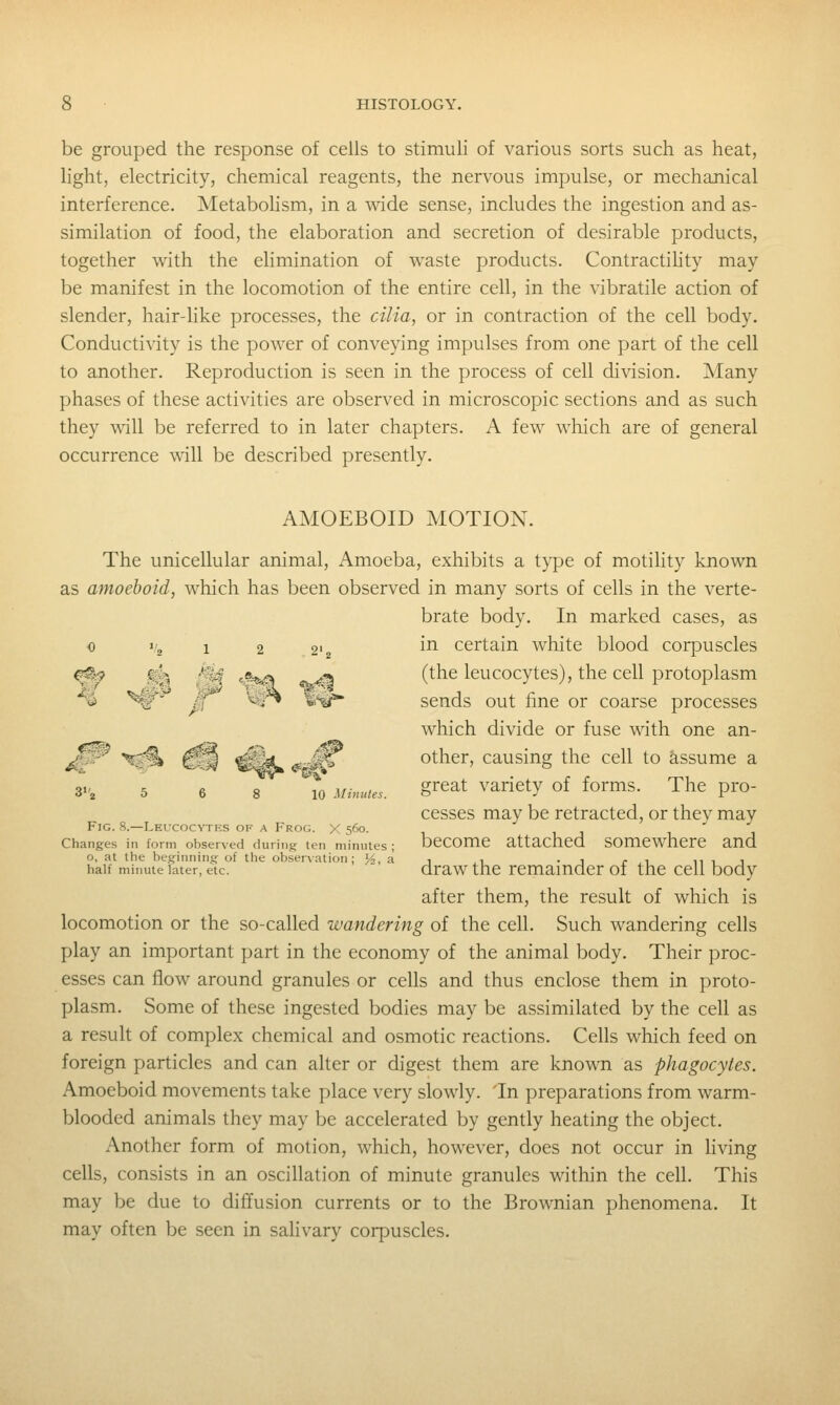 be grouped the response of cells to stimuli of various sorts such as heat, light, electricity, chemical reagents, the nervous impulse, or mechanical interference. Metabolism, in a wide sense, includes the ingestion and as- similation of food, the elaboration and secretion of desirable products, together with the elimination of waste products. ContractiUty may be manifest in the locomotion of the entire cell, in the vibratile action of slender, hair-like processes, the cilia, or in contraction of the cell body. Conductivity is the power of conveying impulses from one part of the cell to another. Reproduction is seen in the process of cell division. Many phases of these activities are observed in microscopic sections and as such they will be referred to in later chapters. A few which are of general occurrence will be described presently. AMOEBOID MOTION. The unicellular animal. Amoeba, exhibits a type of motility known as amoeboid, which has been observed in many sorts of cells in the verte- brate body. In marked cases, as 0 1/, 12 2' i^ certain white blood corpuscles ^^ W$ 04 '■^^ «^^ (the leucocytes), the cell protoplasm '«> ^^ -^ W^ fe*^ sends out fine or coarse processes which divide or fuse with one an- other, causing the cell to assume a great variety of forms. The pro- cesses may be retracted, or thev may Fig. 8.—Leucocytes of a Frog. X 560.  Changes in form observed during ten minutes; bcCOmC attached SOmCwhcre and o, at the beginning of the observation; '2, a. , ,, . , ^ ,, hit half minute later, etc. draw thc remainder of the cell body after them, the result of which is locomotion or the so-called wandering of the cell. Such wandering cells play an important part in the economy of the animal body. Their proc- esses can flow around granules or cells and thus enclose them in proto- plasm. Some of these ingested bodies may be assimilated by the cell as a result of complex chemical and osmotic reactions. Cells which feed on foreign particles and can alter or digest them are known as phagocytes. Amoeboid movements take place very slowly. In preparations from warm- blooded animals they may be accelerated by gently heating the object. Another form of motion, which, however, does not occur in living cells, consists in an oscillation of minute granules within the cell. This may be due to diffusion currents or to the Brownian phenomena. It may often be seen in sahvary corpuscles.