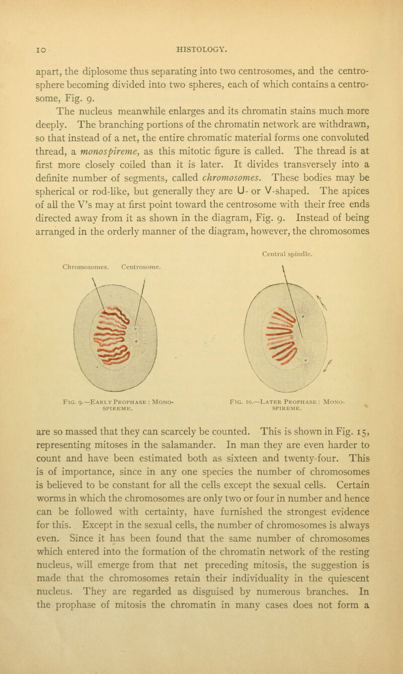 apart, the diplosome thus separating into two centrosomes, and the centre- sphere becoming divided into two spheres, each of which contains a centro- some. Fig. 9. The nucleus meanwhile enlarges and its chromatin stains much more deeply. The branching portions of the chromatin network are withdrawn, so that instead of a net, the entire chromatic material forms one convoluted thread, a mono spireme, as this mitotic figure is called. The thread is at first more closely coiled than it is later. It divides transversely into a definite number of segments, called chromosomes. These bodies may be spherical or rod-like, but generally they are U- or V-shaped. The apices of all the V's may at first point toward the centrosome with their free ends directed away from it as shown in the diagram, Fig. 9. Instead of being arranged in the orderly manner of the diagram, however, the chromosomes Central spindle. Chromosomes. Centrosome. Fig. 9.—Early Proph.\se : Mono- Fig. io.—Later Prophase : Mono- SPIREMli. SPIREME. are so massed that they can scarcely be counted. This is shown in Fig. 15, representing mitoses in the salamander. In man they are even harder to count and have been estimated both as sixteen and twenty-four. This is of importance, since in any one species the number of chromosomes is beheved to be constant for all the cells except the sexual cells. Certain worms in which the chromosomes are only two or four in number and hence can be followed with certainty, have furnished the strongest evidence for this. Except in the sexual cells, the number of chromosomes is always even. Since it has been found that the same number of chromosomes which entered into the formation of the chromatin network of the resting nucleus, will emerge from that net preceding mitosis, the suggestion is made that the chromosomes retain their individuahty in the quiescent nucleus. They are regarded as disguised by numerous branches. In the prophase of mitosis the chromatin in many cases does not form a