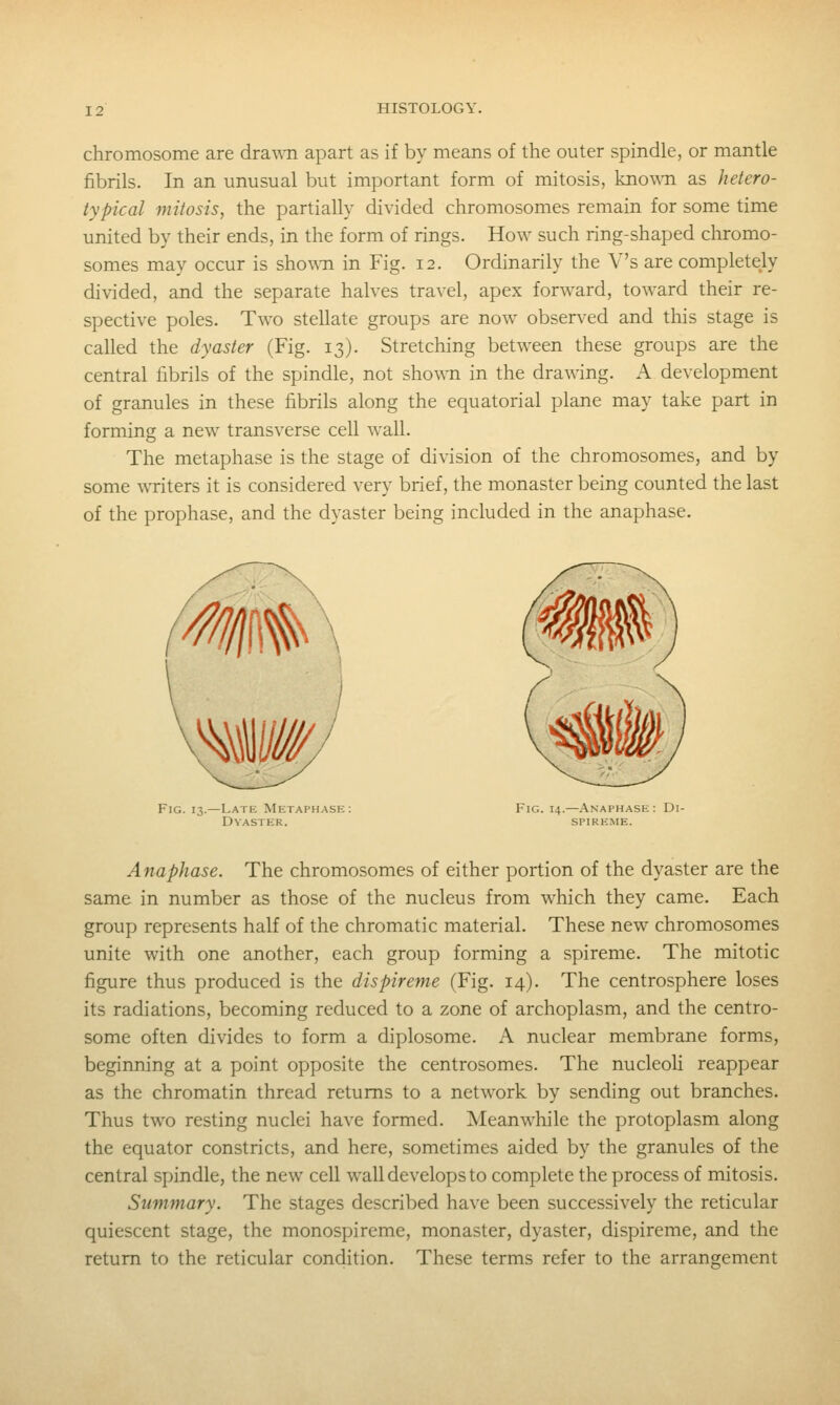 chromosome are dra\Mi apart as if by means of the outer spindle, or mantle fibrils. In an unusual but important form of mitosis, known as hetero- typical mitosis, the partially divided chromosomes remain for some time united by their ends, in the form of rings. How such ring-shaped chromo- somes may occur is sho\Mi in Fig. 12. Ordinarily the V's are completely divided, and the separate halves travel, apex forward, toward their re- spective poles. Two stellate groups are now observed and this stage is called the dyaster (Fig. 13). Stretching between these groups are the central fibrils of the spindle, not showTi in the drawing. A development of granules in these fibrils along the equatorial plane may take part in forming a new transverse cell wall. The metaphase is the stage of division of the chromosomes, and by some writers it is considered very brief, the monaster being counted the last of the prophase, and the dyaster being included in the anaphase. Fig. 13.—Latk Metaphase: Fig. 14.—Anaphase: Di- Dyaster. spireme. Anaphase. The chromosomes of either portion of the dyaster are the same in number as those of the nucleus from which they came. Each group represents half of the chromatic material. These new chromosomes unite with one another, each group forming a spireme. The mitotic figure thus produced is the dispireme (Fig. 14). The centrosphere loses its radiations, becoming reduced to a zone of archoplasm, and the centro- some often divides to form a diplosome. A nuclear membrane forms, beginning at a point opposite the centrosomes. The nucleoli reappear as the chromatin thread returns to a network by sending out branches. Thus two resting nuclei have formed. Meanwhile the protoplasm along the equator constricts, and here, sometimes aided by the granules of the central spindle, the new cell wall develops to complete the process of mitosis. Summary. The stages described have been successively the reticular quiescent stage, the monospircme, monaster, dyaster, dispireme, and the return to the reticular condition. These terms refer to the arrangement