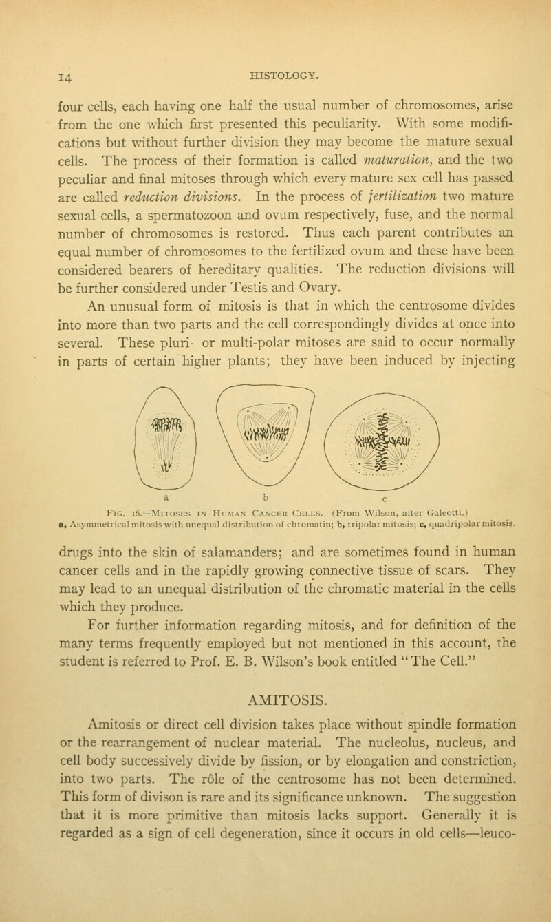 four cells, each having one half the usual number of chromosomes, arise from the one which first presented this peculiarity. With some modifi- cations but without further division they may become the mature sexual cells. The process of their formation is called maturation, and the two pecuHar and final mitoses through which every mature sex cell has passed are called reduction divisions. In the process of fertilization two mature sexual cells, a spermatozoon and ovum respectively, fuse, and the normal number of chromosomes is restored. Thus each parent contributes an equal number of chromosomes to the fertilized ovum and these have been considered bearers of hereditary qualities. The reduction divisions will be further considered under Testis and Ovary, An unusual form of mitosis is that in which the centrosome divides into more than two parts and the cell correspondingly divides at once into several. These pluri- or multi-polar mitoses are said to occur normally in parts of certain higher plants; they have been induced by injecting Fig. i6.—Mitoses in Human Cancer Cells. (From Wilson, after Galeotti.) a, Asymmetrical mitosis with unequal distribution of chromatin; b, tripolar mitosis; Ci quadripolar mitosis. drugs into the skin of salamanders; and are sometimes found in human cancer cells and in the rapidly growing coimective tissue of scars. They may lead to an unequal distribution of the chromatic material in the cells which they produce. For further information regarding mitosis, and for definition of the many terms frequently employed but not mentioned in this account, the student is referred to Prof. E. B. Wilson's book entitled The Cell. AMITOSIS. Amitosis or direct cell division takes place without spindle formation or the rearrangement of nuclear material. The nucleolus, nucleus, and cell body successively divide by fission, or by elongation and constriction, into two parts. The role of the centrosome has not been determined. This form of divison is rare and its significance unknown. The suggestion that it is more primitive than mitosis lacks support. Generally it is regarded as a sign of cell degeneration, since it occurs in old cells—leuco-