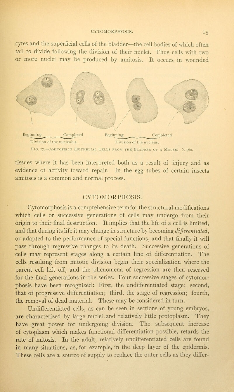 cytes and the superficial cells of the bladder—the cell bodies of which often fail to divide following the division of their nuclei. Thus cells with two or more nuclei may be produced by amitosis. It occurs in wounded Beginning Completed Beginning Completed Division of the nucleolus. Division of the nucleus. Fig. 17.—Amitosis IN Epithelial Cells from the Bladder of a Mouse. X 560. tissues where it has been interpreted both as a result of injury and as evidence of activity toward repair. In the egg tubes of certain insects amitosis is a common and normal process. CYTOMORPHOSIS. Cytomorphosis is a comprehensive term for the structural modifications which cells or successive generations of cells may undergo from their origin to their final destruction. It impHes that the life of a cell is hmited, and that during its life it may change in structure by becoming differentiated, or adapted to the performance of special functions, and that finally it will pass through regressive changes to its death. Successive generations of cells may represent stages along a certain line of differentiation. The cells resulting from mitotic division begin their specialization where the parent cell left off, and the phenomena of regression are then reserved for the final generations in the series. Four successive stages of cytomor- phosis have been recognized: First, the undifferentiated stage; second, that of progressive differentiation; third, the stage of regression; fourth, the removal of dead material. These may be considered in turn. Undifferentiated cells, as can be seen in sections of young embryos, are characterized by large nuclei and relatively little protoplasm. They have great power for undergoing division. The subsequent increase of cytoplasm which makes functional differentiation possible, retards the rate of mitosis. In the adult, relatively undifferentiated ceUs are found in many situations, as, for example, in the deep layer of the epidermis. These cells are a source of supply to replace the outer cells as they differ-