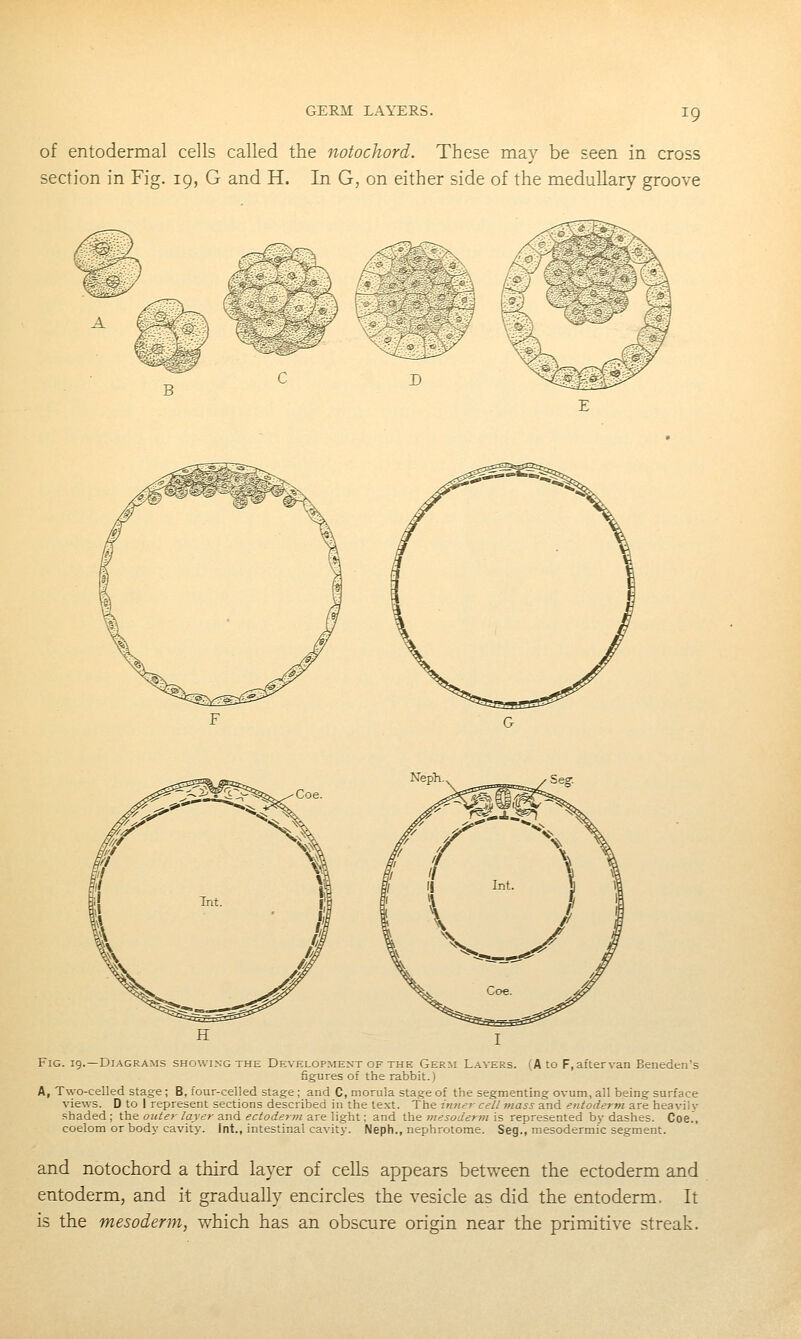 of entodermal cells called the notochord. These may be seen in cross section in Fig. 19, G and H. In G, on either side of the medullary groove Neph. Fig. 19.—Diagrams showixg the Development of the Germ Layers. (A to F, after van Beneden's figures of the rabbit.) A, Two-celled stage; B, four-celled stage; and C, morula stage of the segmenting ovum, all being surface views. D to I represent sections described in the text. The inner cell mass and entoderm are heavily .shaded; \.\\& outer layer 3.\\^ ectoder7n-ss^\\%\i\.\ and \}ix&7nesoderm\s represented by dashes. Coe., coelom or body cavity. Int., intestinal cavity. Neph., nephrotome. Seg., mesodermic segment. and notochord a third layer of cells appears between the ectoderm and entoderm, and it gradually encircles the vesicle as did the entoderm. It is the mesoderm, which has an obscure origin near the primitive streak.