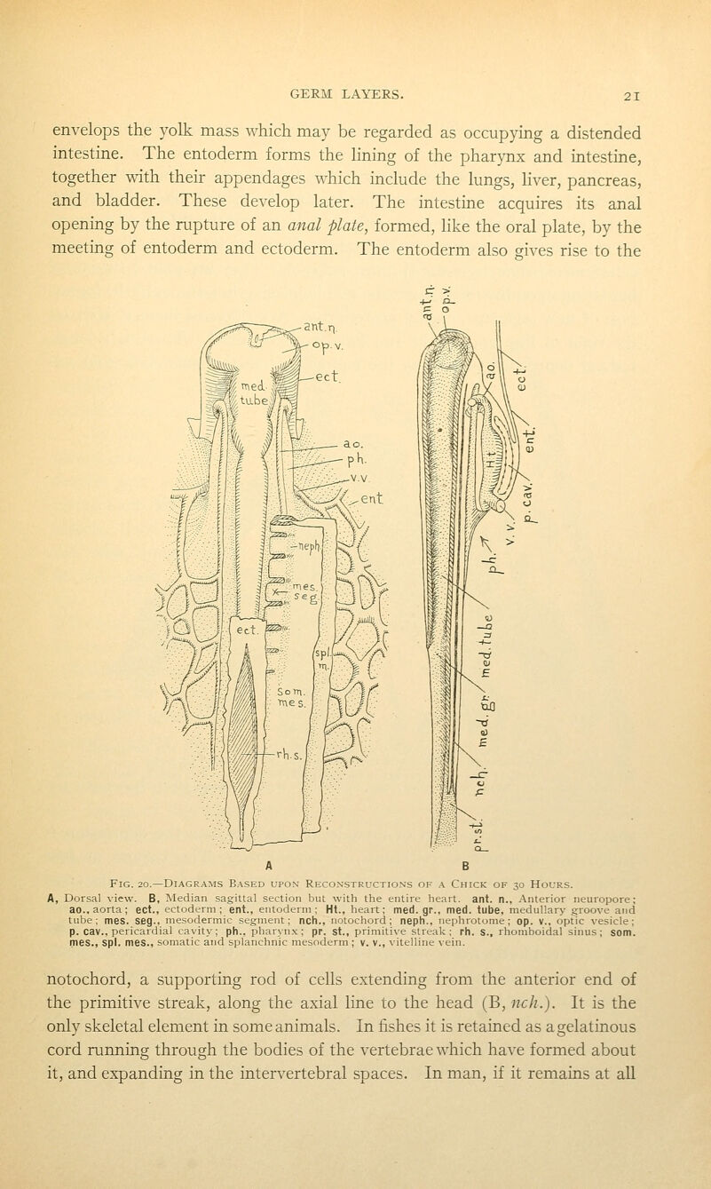 envelops the yolk mass which may be regarded as occupying a distended intestine. The entoderm forms the hning of the pharynx and intestine, together with their appendages which include the lungs, Hver, pancreas, and bladder. These develop later. The intestine acquires its anal opening by the rupture of an anal plate, formed, like the oral plate, by the meeting of entoderm and ectoderm. The entoderm also gives rise to the A B Fig. 20.—Diagrams Based upon Reconstructions of \ Chick of 30 Hours. A, Dorsal view. B, Median sagittal section but with the entire heart, ant. n., Anterior neuropore; ao., aorta; ect., ectoderm; ent., entoderm; Ht., heart; med.gr., med. tube, medullary groove and tube; mes. seg., mesodermic segment; nch., notochord ; neph., nephrotome ; op. v., optic vesicle; p. cav., pericardial cavity; ph., pharynx; pp. St., primitive streak; rh. s., rhomboidal sinus; som. mes., spl. mes., somatic and splanchnic mesoderm ; v. v., vitelline \ein. notochord, a supporting rod of cells extending from the anterior end of the primitive streak, along the axial line to the head (B, nch.). It is the only skeletal element in some animals. In fishes it is retained as agelatinous cord running through the bodies of the vertebrae which have formed about it, and expanding in the intervertebral spaces. In man, if it remains at all