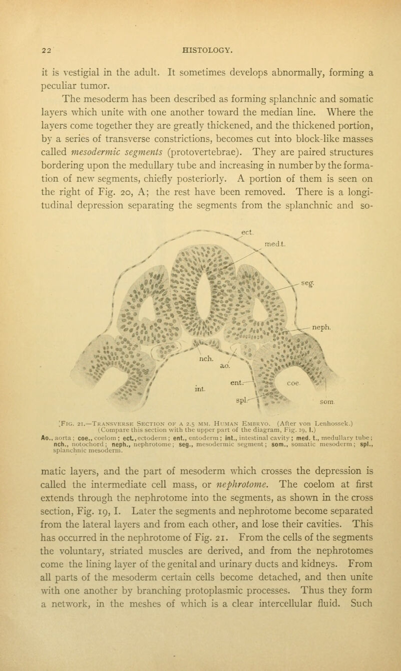 it is vestigial in the adult. It sometimes develops abnormally, forming a peculiar tumor. The mesoderm has been described as forming splanchnic and somatic layers which unite with one another toward the median line. WTiere the layers come together they are greatly thickened, and the thickened portion, by a series of transverse constrictions, becomes cut into block-like masses called mesodermic segments (protovertebrae). They are paired structures bordering upon the medullary tube and increasing in number by the forma- tion of new segments, chiefly posteriorly. A portion of them is seen on the right of Fig. 20, A; the rest have been removed. There is a longi- tudinal depression separating the segments from the splanchnic and so- som [Fig. 21.—Transverse Section of a 2.5 mm. Hc.man E.mbryo. (After von Lenhossek.) (Compare this section with the upper part of the diagram, Fig. 19, I.) Ac, aorta ; coe., coelom ; ecL,ectoderm ; ent., entoderm ; int., intestinal cavity ; med. t., medullary tube ; nch., notochord; neph., nephrotome; seg., mesodermic segment; som., somatic mesoderm; spl.. splanchnic mesoderm. matic layers, and the part of mesoderm which crosses the depression is called the intermediate cell mass, or 7iephrotome. The coelom at first extends through the nephrotome into the segments, as shown in the cross section. Fig. 19,1. Later the segments and nephrotome become separated from the lateral layers and from each other, and lose their cavities. This has occurred in the nephrotome of Fig. 21. From the cells of the segments the voluntary, striated muscles are derived, and from the nephrotomes come the lining layer of the genital and urinary ducts and kidneys. From all parts of the mesoderm certain cells become detached, and then unite with one another by branching protoplasmic processes. Thus they form a network, in the meshes of which is a clear intercellular fluid. Such